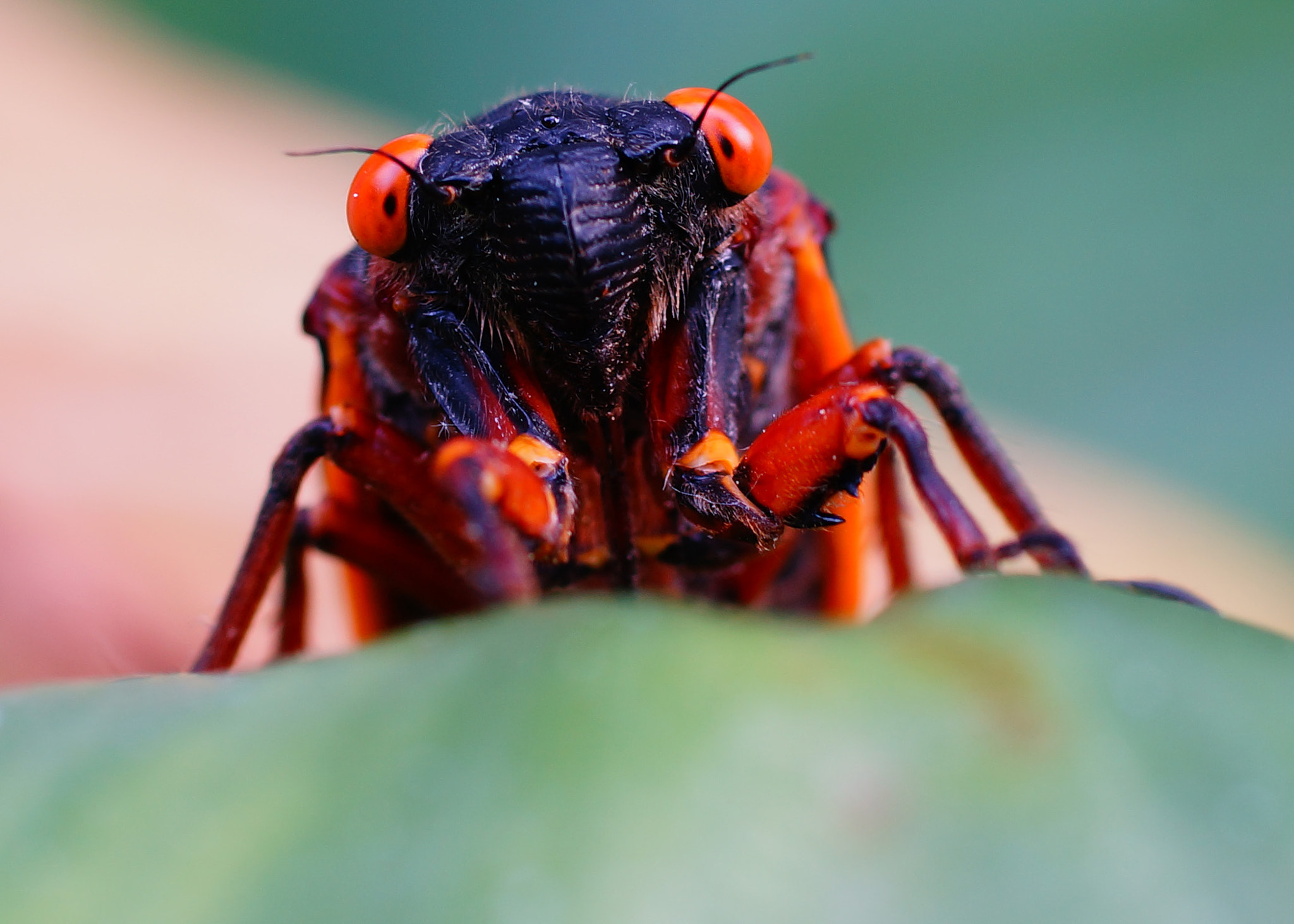 Sony a99 II + Tamron SP AF 90mm F2.8 Di Macro sample photo. Hello world photography