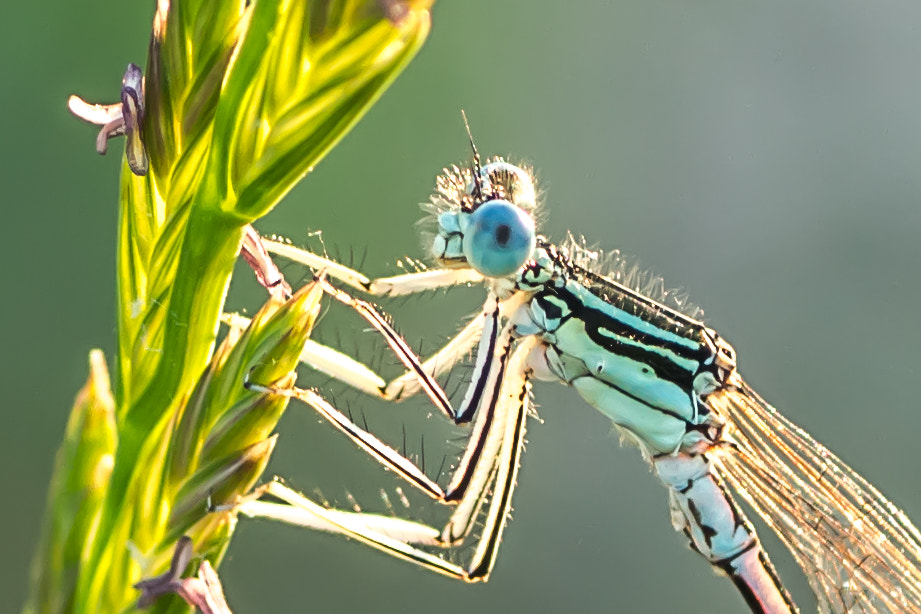 Canon EOS 700D (EOS Rebel T5i / EOS Kiss X7i) + Tamron SP AF 90mm F2.8 Di Macro sample photo. Damselfly ii photography