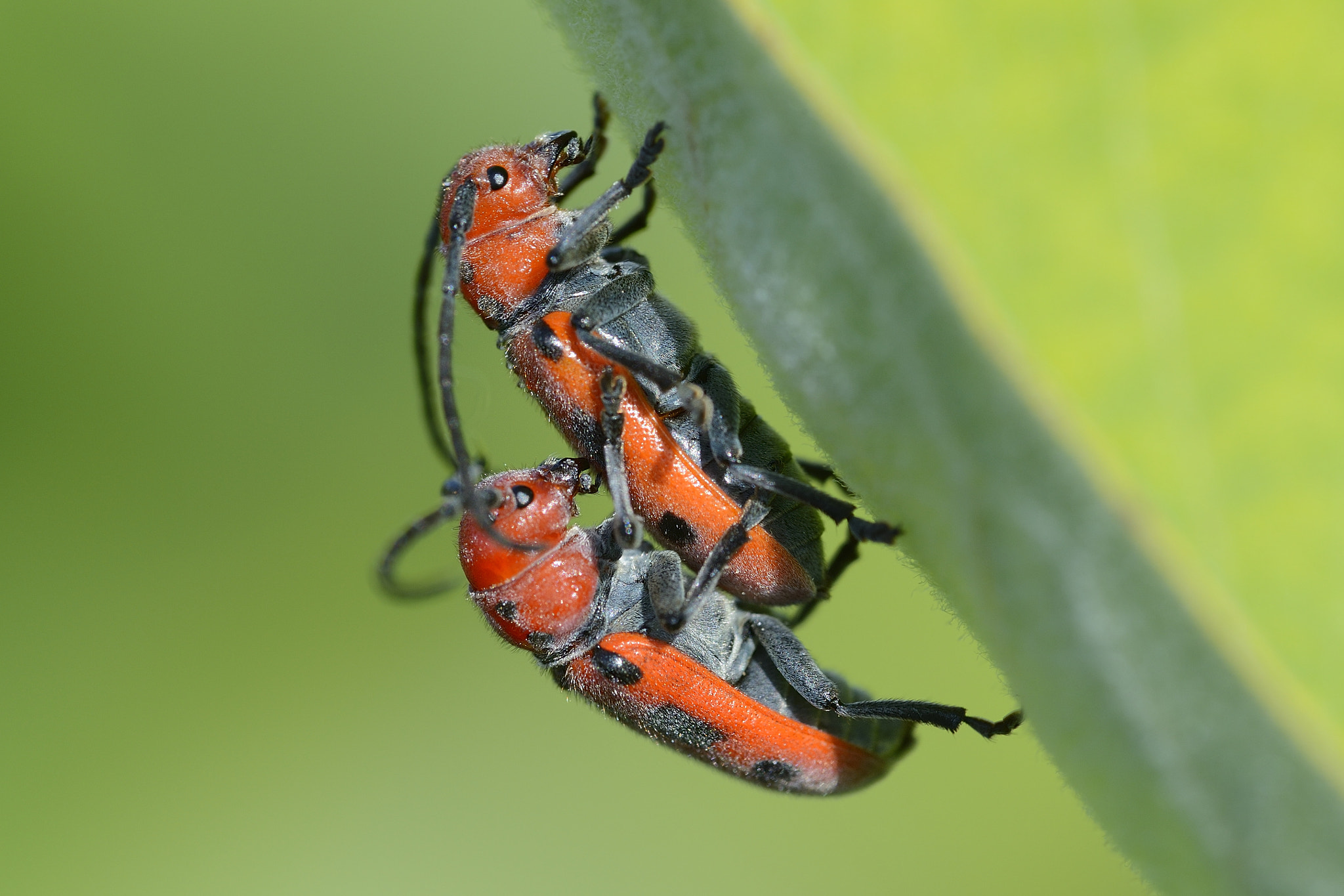 Nikon D4 + Nikon AF Micro-Nikkor 200mm F4D ED-IF sample photo. Insecte photography