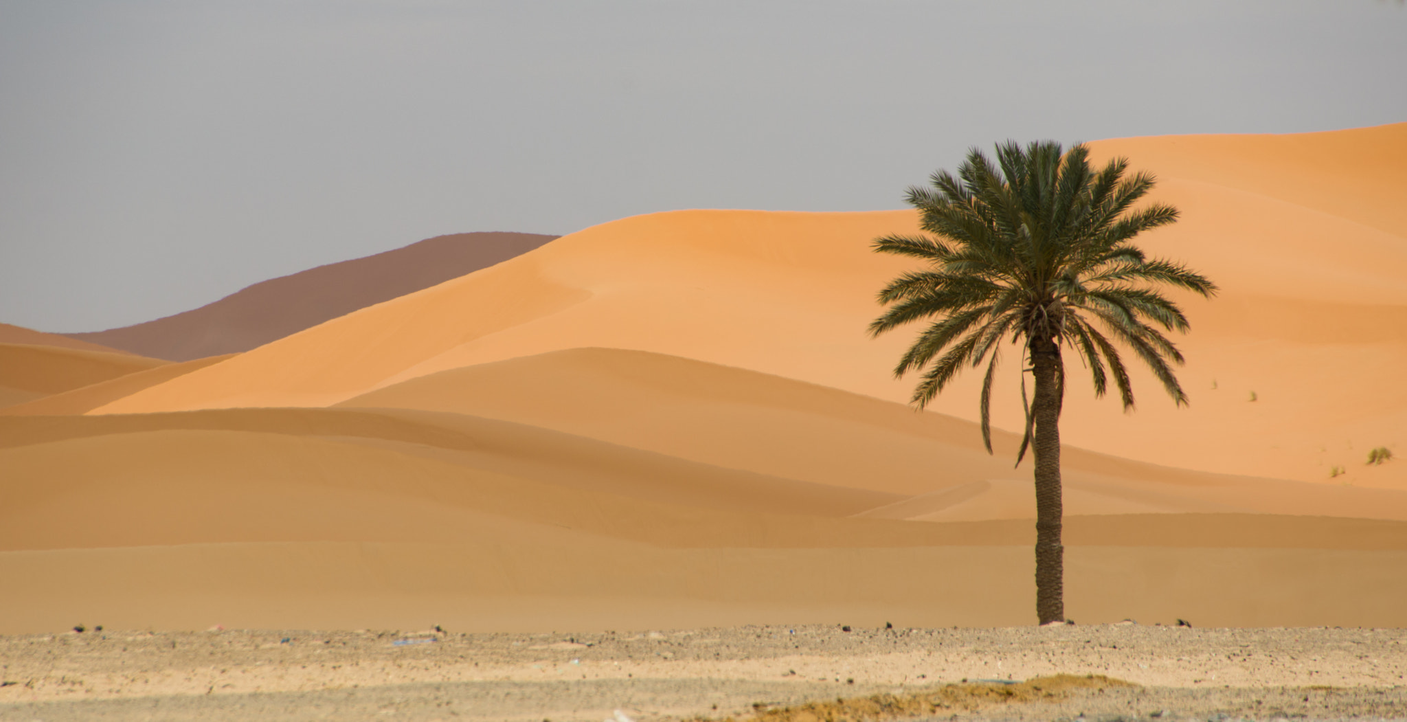 Pentax K-3 II + Pentax smc DA 18-270mm F3.5-6.3 ED SDM sample photo. Classic dunes & palm photography