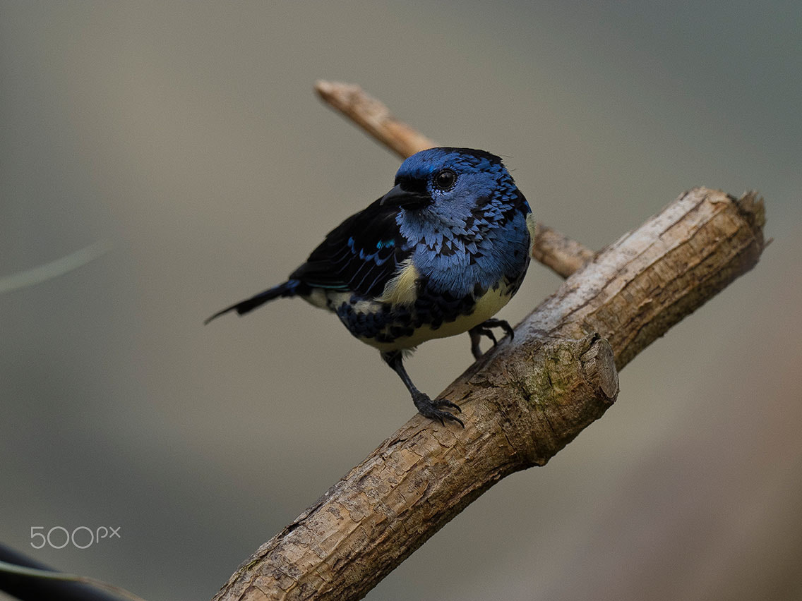 Olympus OM-D E-M1 + M.300mm F4.0 + MC-14 sample photo. Turquoise tanager photography