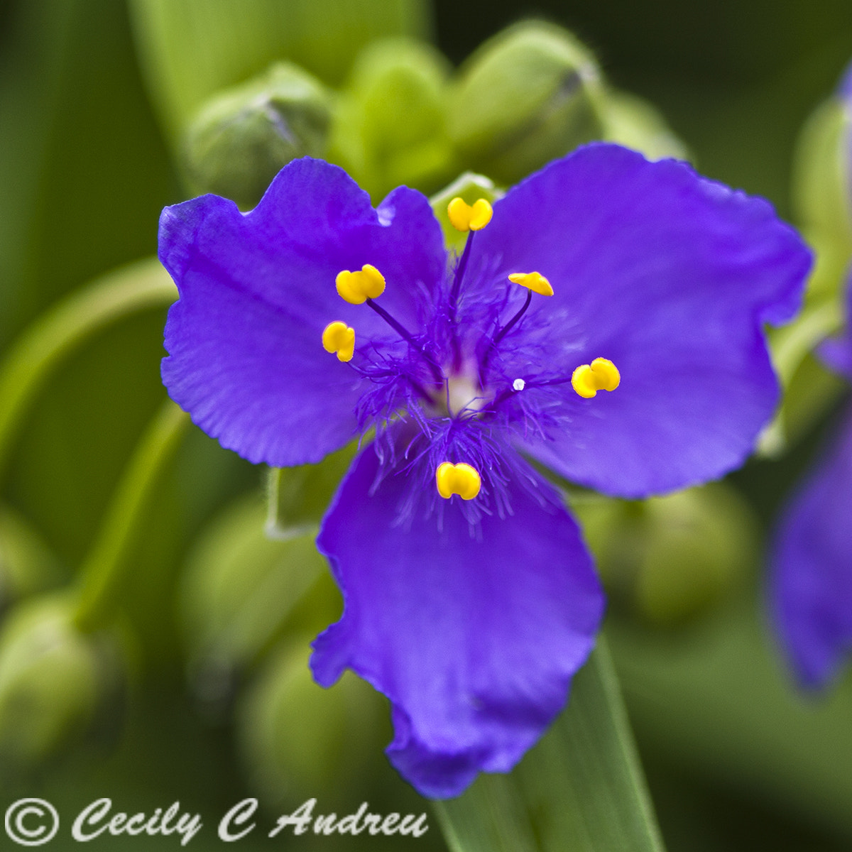 Canon EF 100mm F2.8 Macro USM sample photo. Tradescantia photography