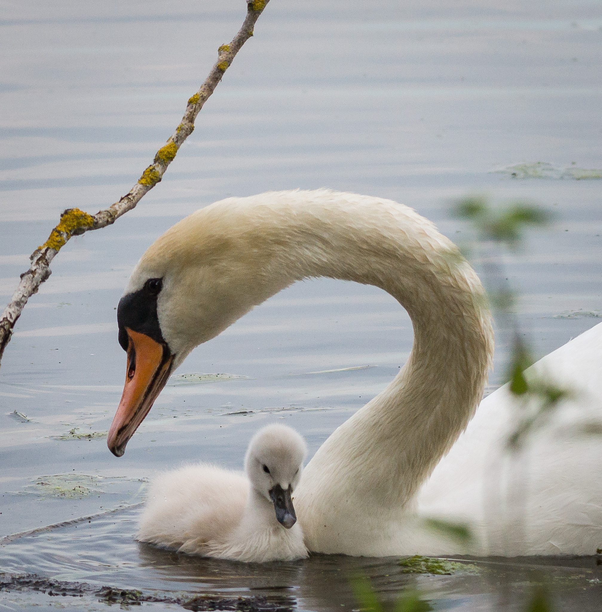 Sony SLT-A77 + Sigma 150-500mm F5-6.3 DG OS HSM sample photo. Schwan mit küken photography