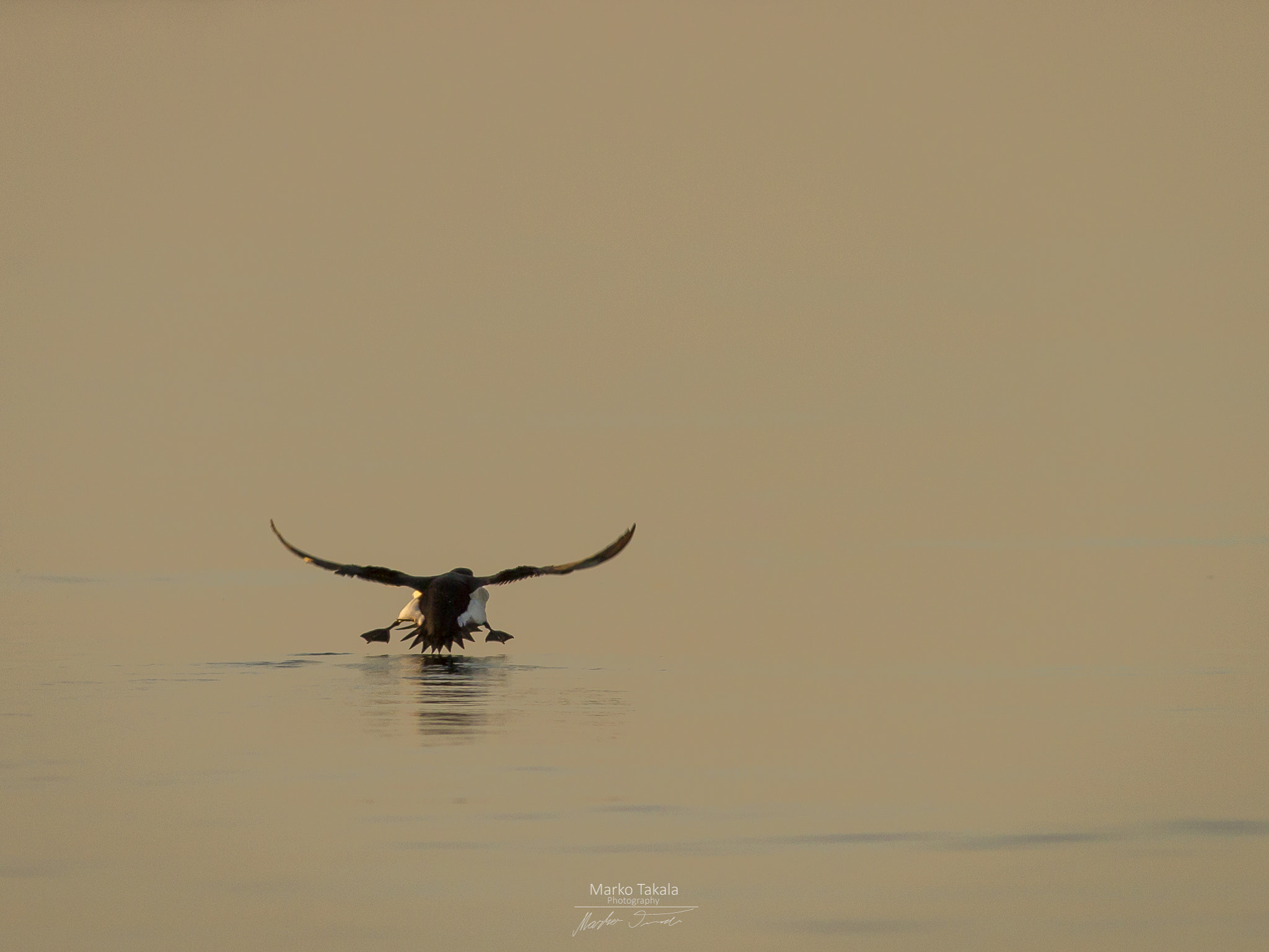 Canon EOS 7D + Canon EF 400mm F5.6L USM sample photo. Flying low photography