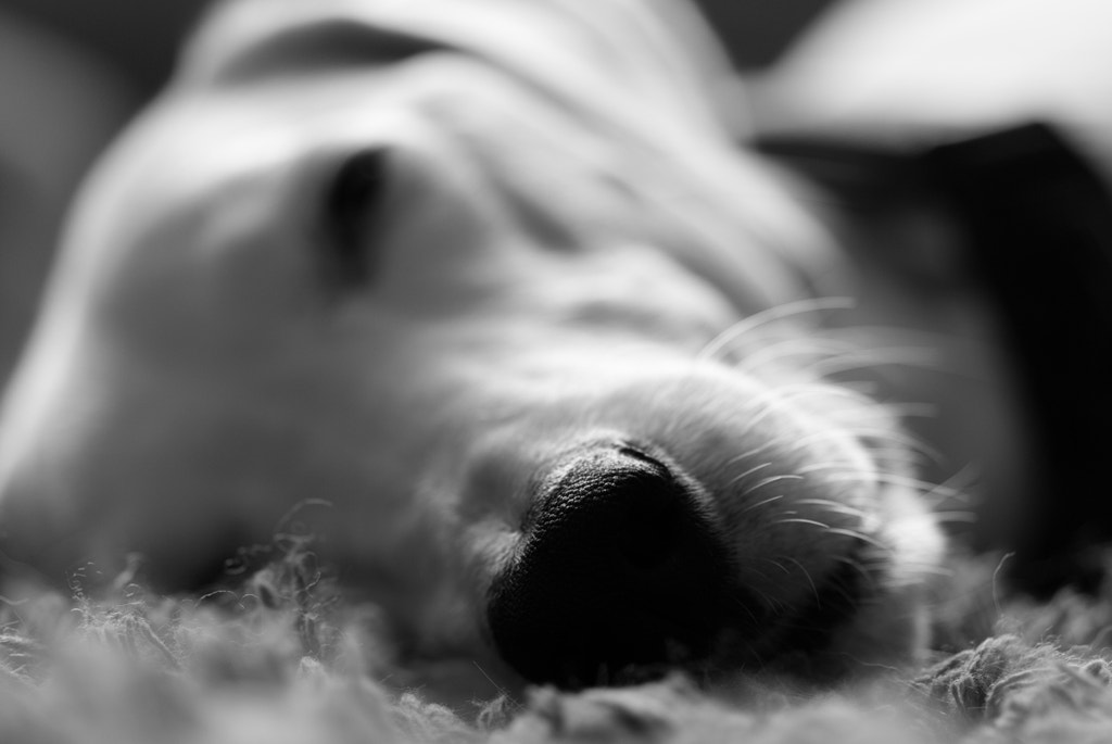 Nikon AF-S Micro-Nikkor 105mm F2.8G IF-ED VR sample photo. Sleeping dogs photography