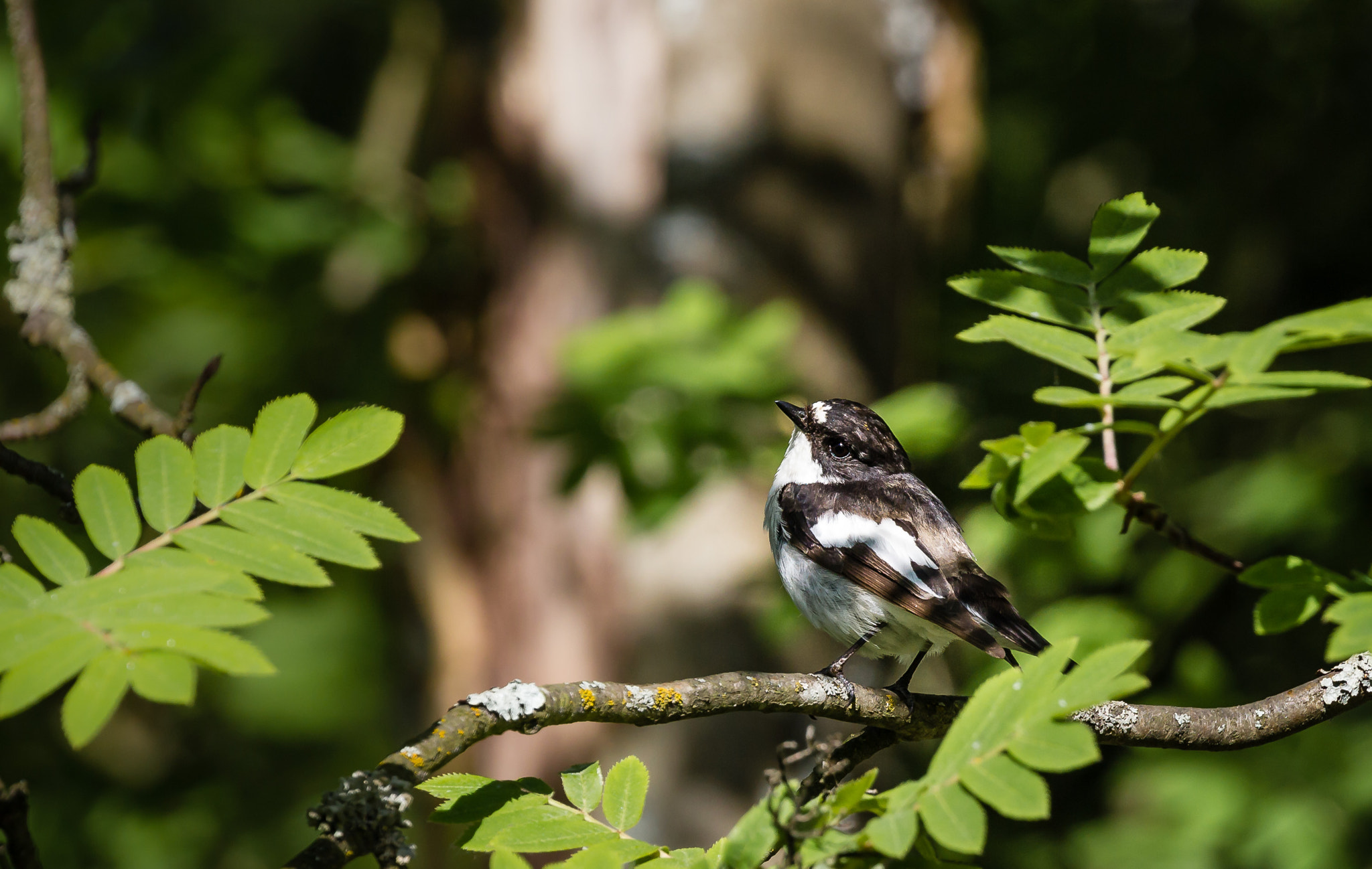 Canon EF 100-400mm F4.5-5.6L IS II USM sample photo