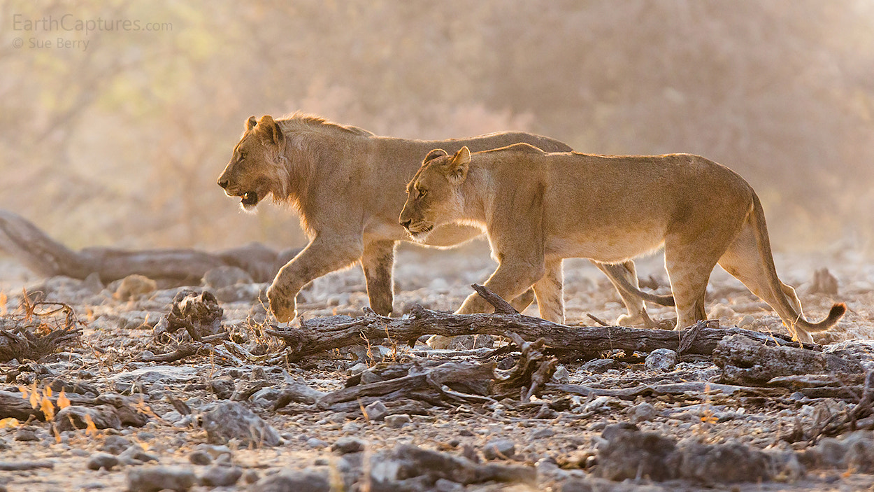 Canon EF 300mm F2.8L IS USM sample photo. Retreating lions photography