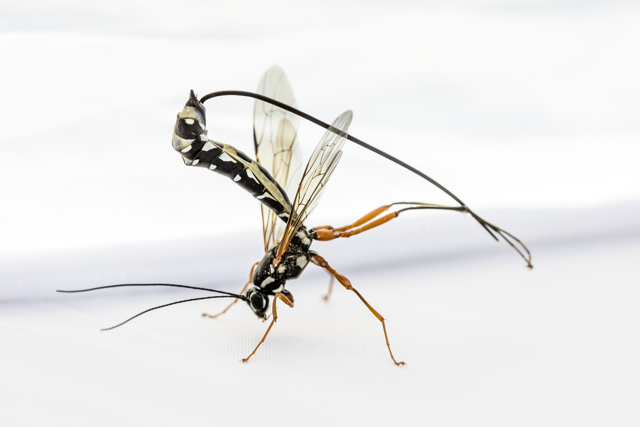 Nikon D810 + Nikon AF Micro-Nikkor 200mm F4D ED-IF sample photo. Sabre wasp photography