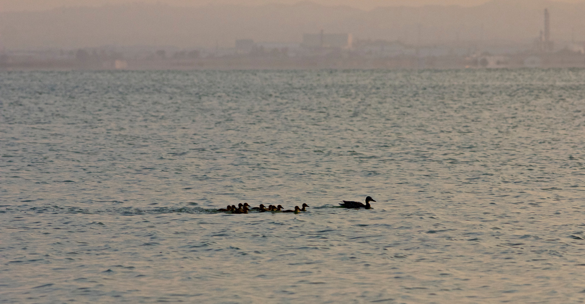Canon EOS 550D (EOS Rebel T2i / EOS Kiss X4) + Canon EF 200mm F2.8L II USM sample photo. Patos-albufera photography
