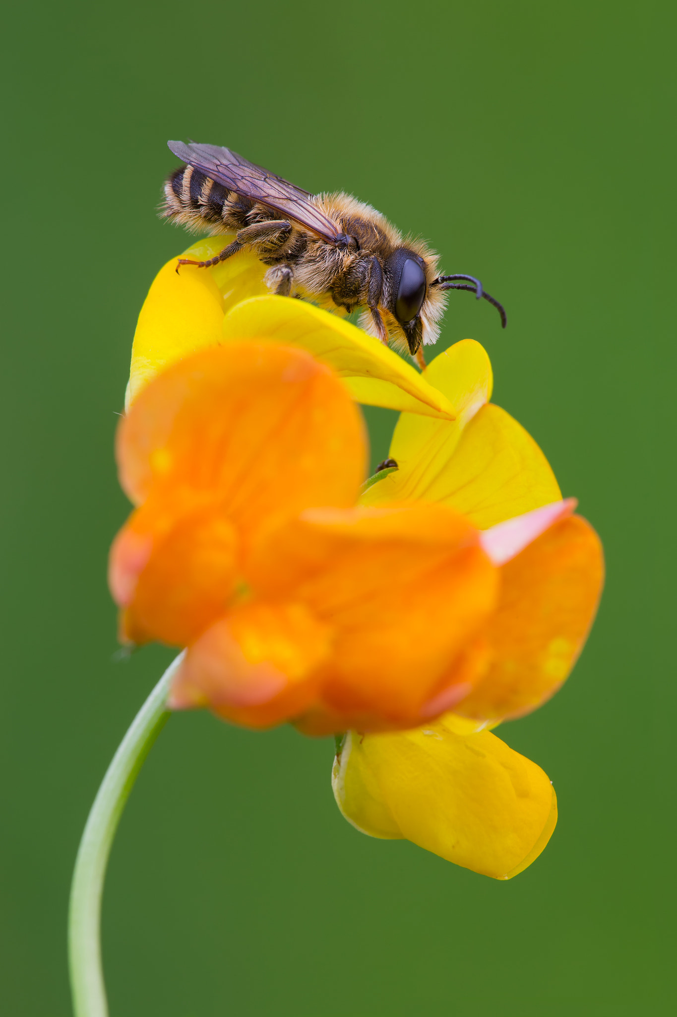 Canon EF 180mm F3.5L Macro USM sample photo. European honey bee photography