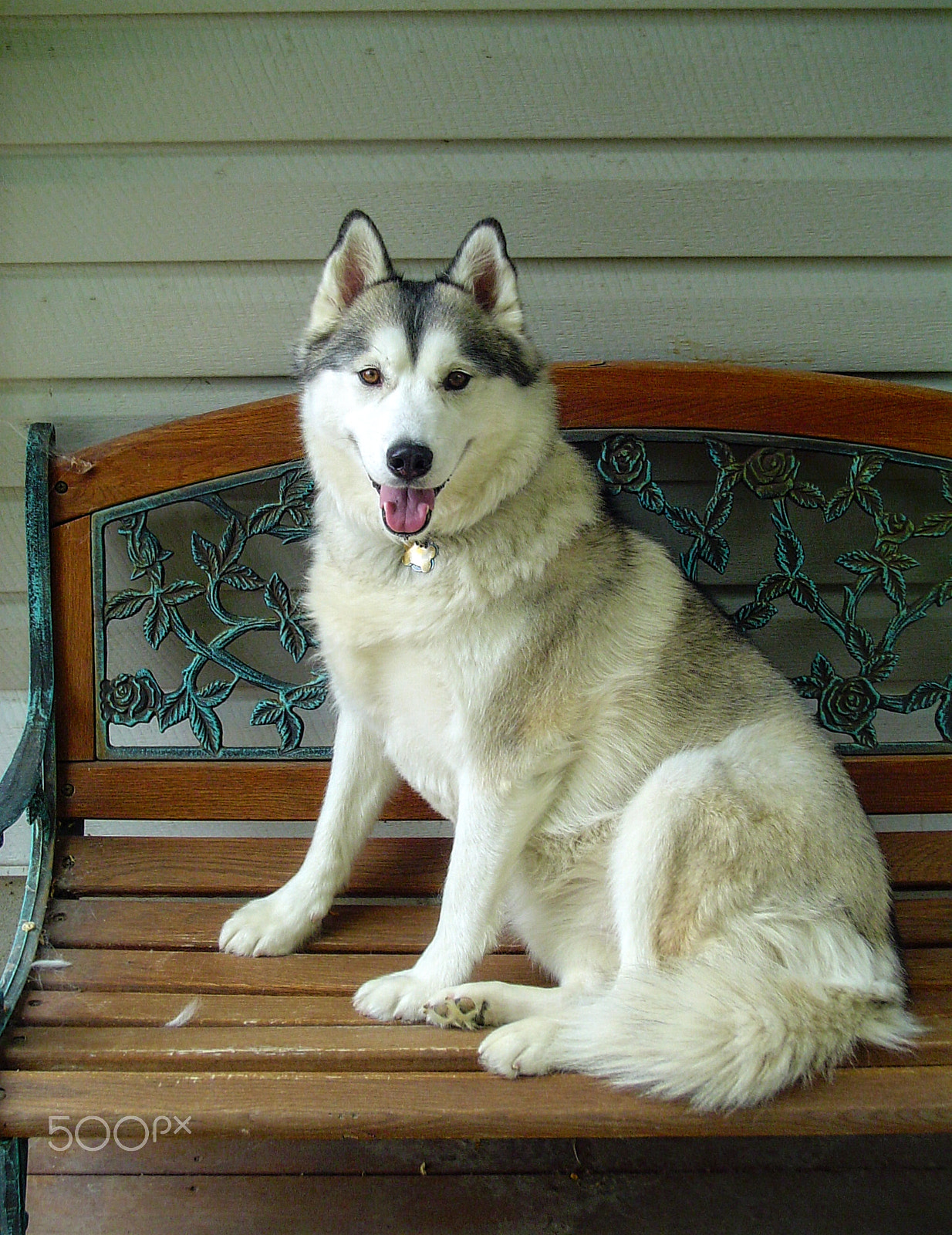 Sony DSC-P52 sample photo. Nisha, the siberian husky photography