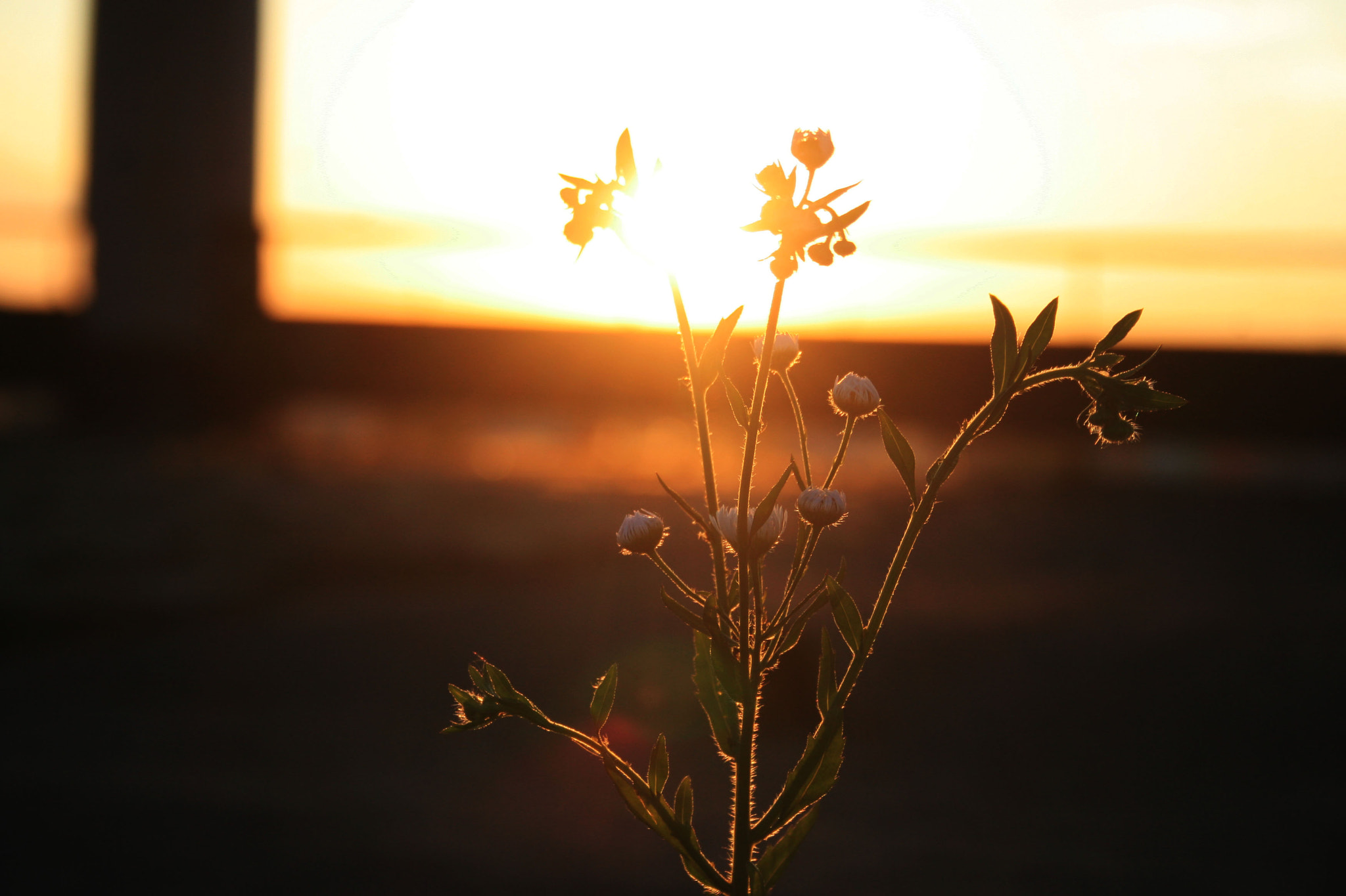 Canon EF-S 18-55mm F3.5-5.6 sample photo. At sunset photography
