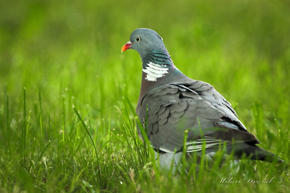 Canon EF 300mm F2.8L IS USM sample photo. Alone in the evening after the storm photography