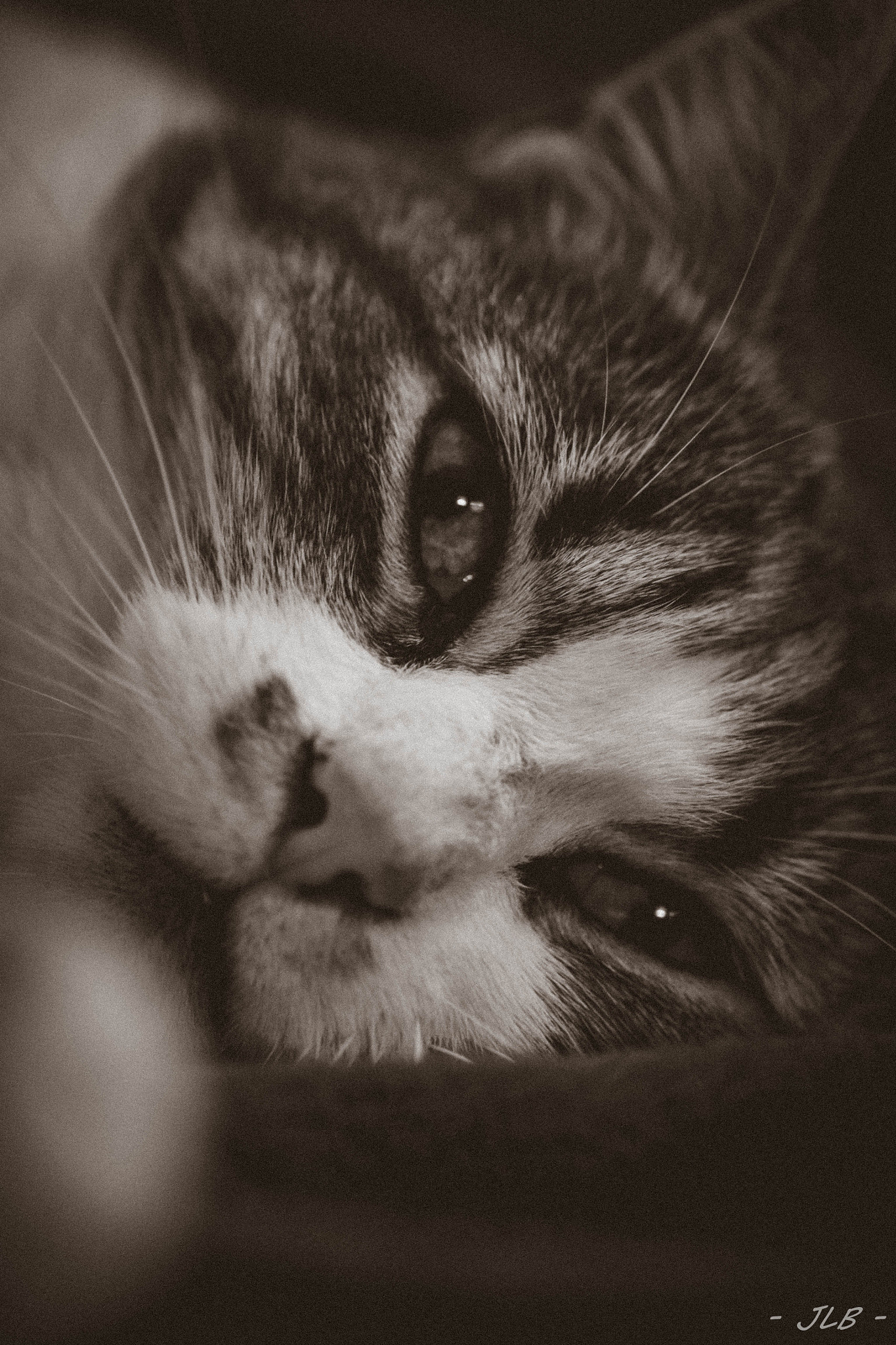 Nikon D3100 sample photo. Hard life of cats photography