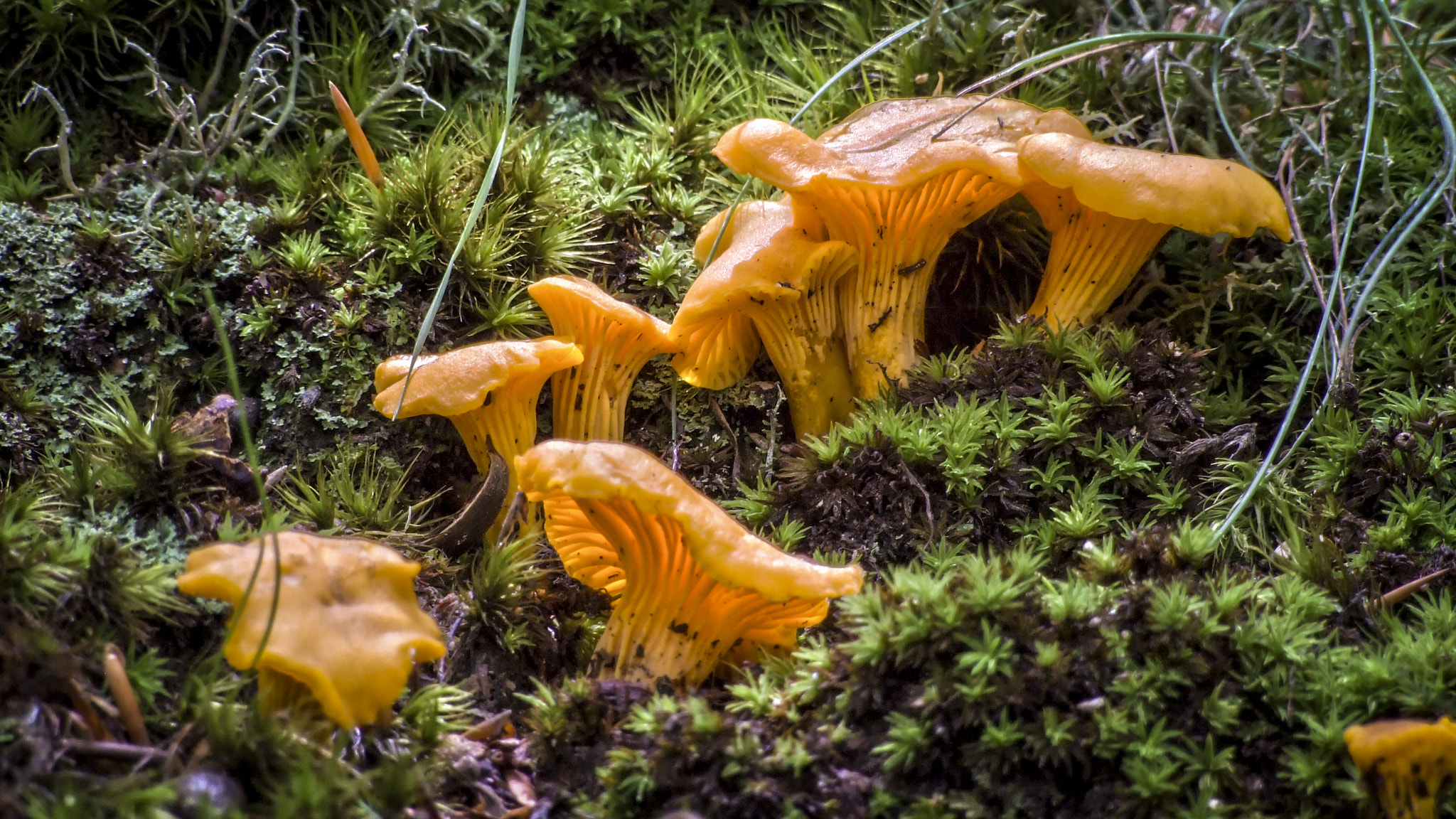 Fujifilm FinePix S6000fd sample photo. Chanterelles photography