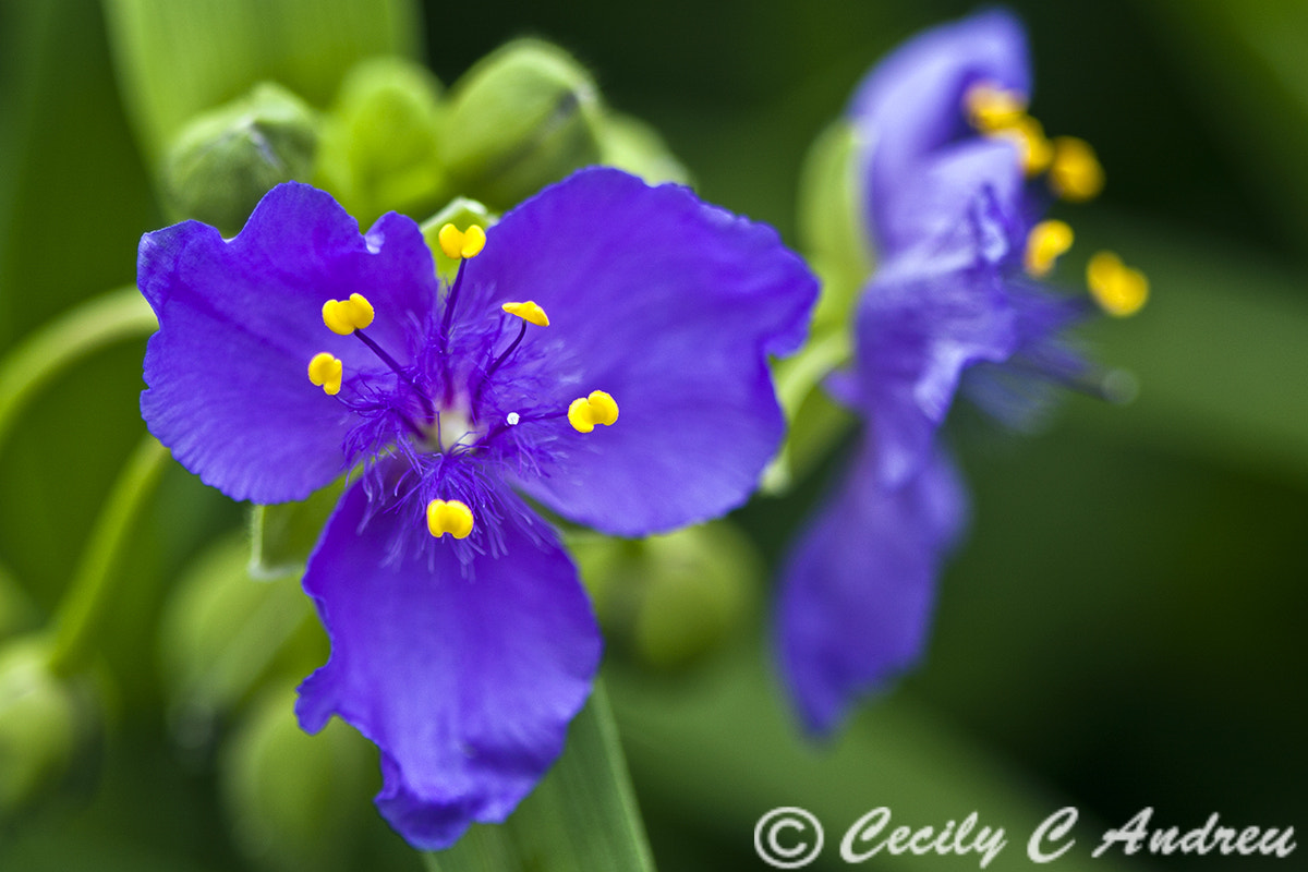 Canon EF 100mm F2.8 Macro USM sample photo. Tradescantia photography