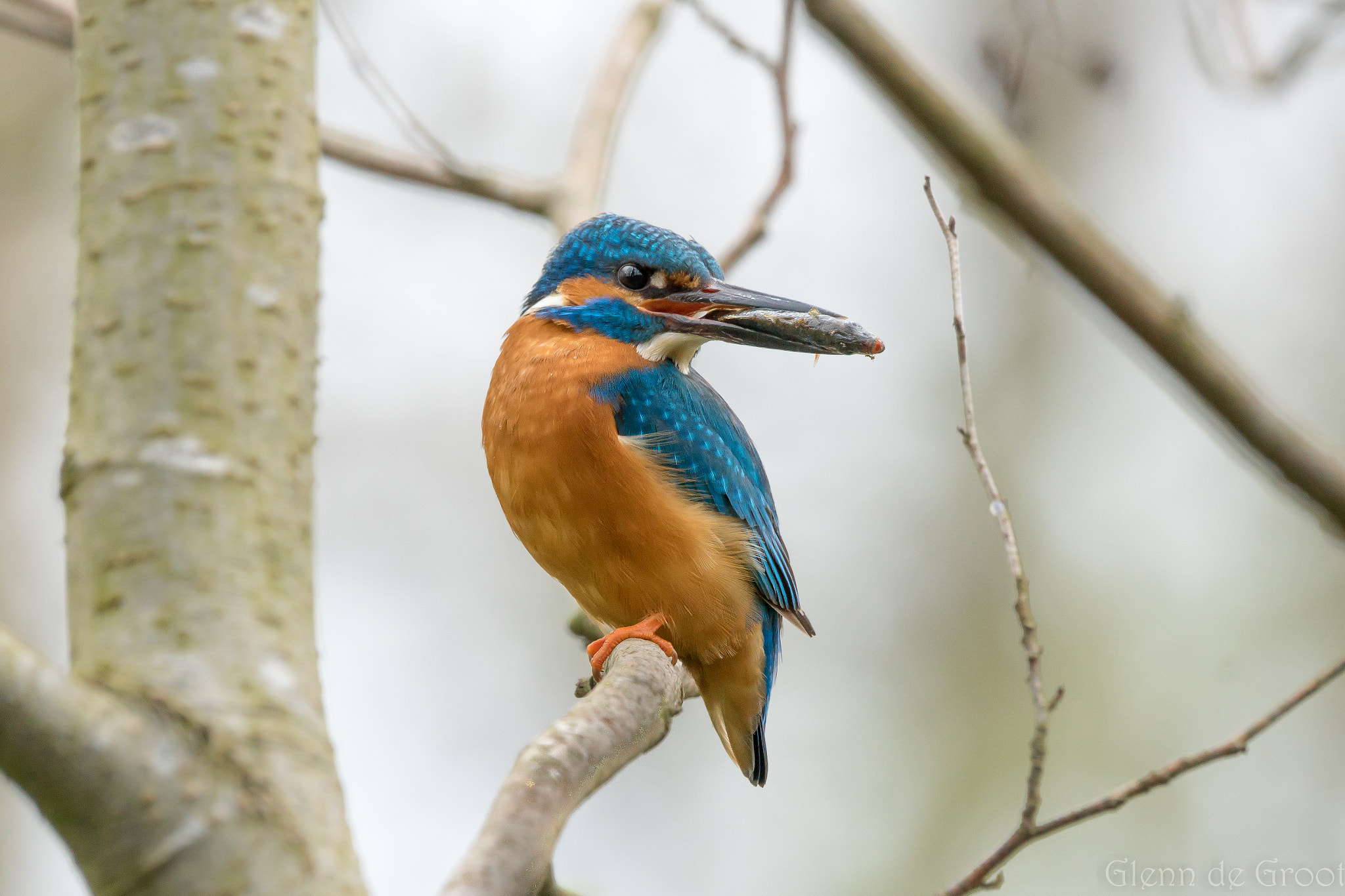 Sony ILCA-77M2 + Sony 70-400mm F4-5.6 G SSM sample photo. Kingfisher photography