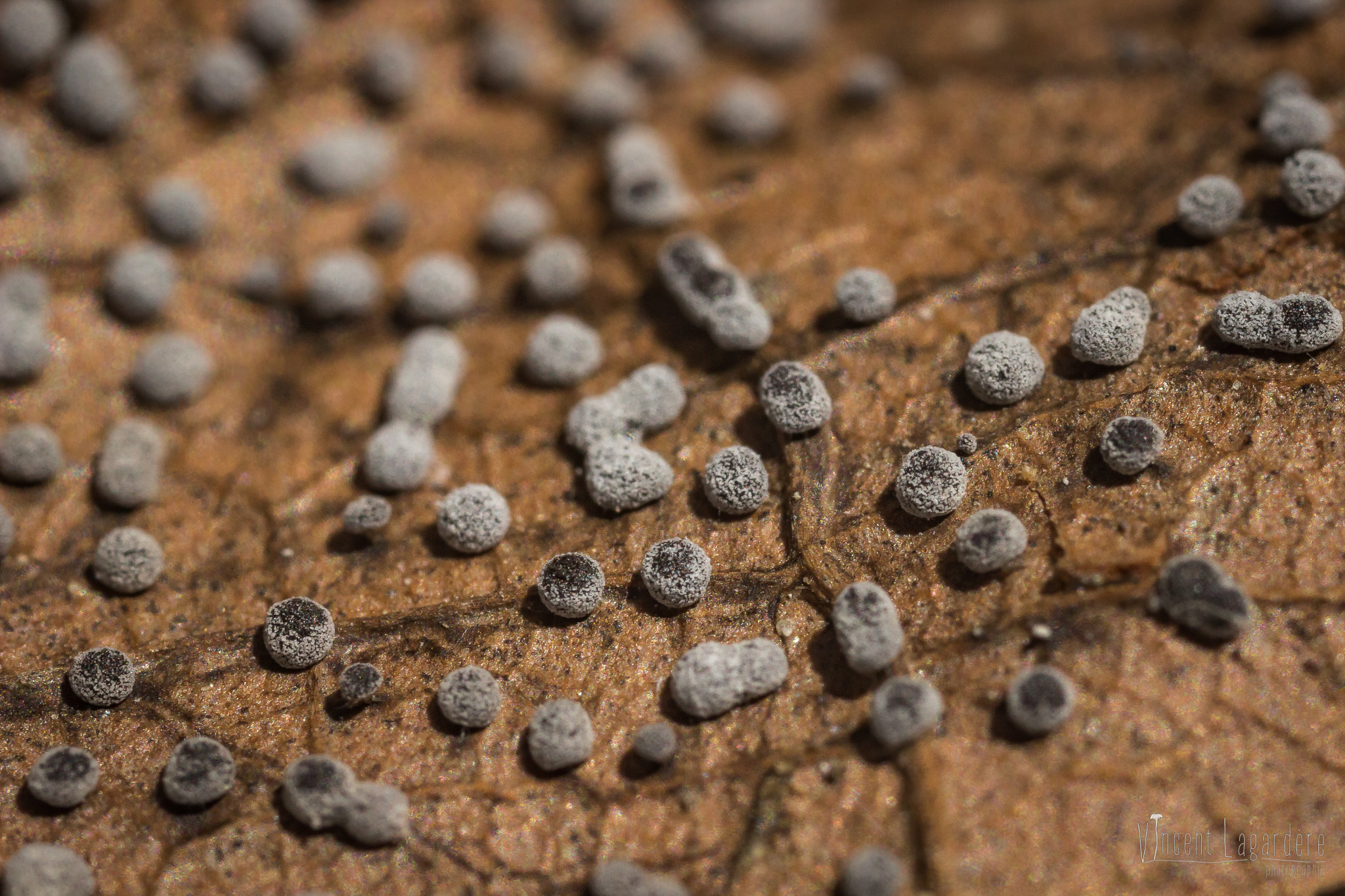 Canon MP-E 65mm F2.5 1-5x Macro Photo sample photo. Didymium squamulosum photography