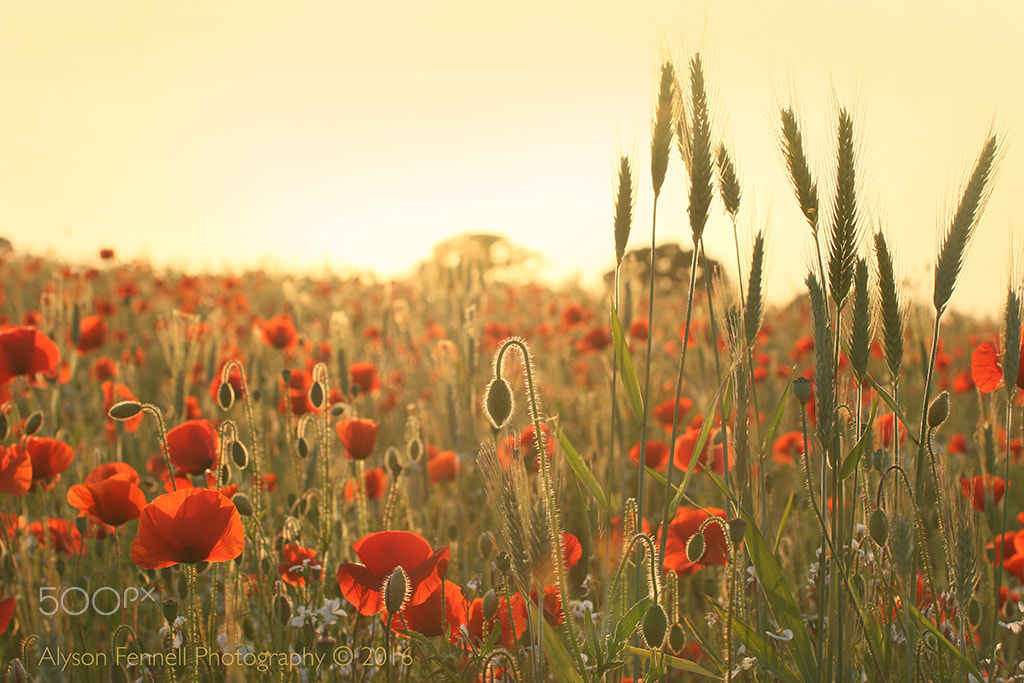 Canon EF 50mm F1.2L USM sample photo. Poppy field sunset photography