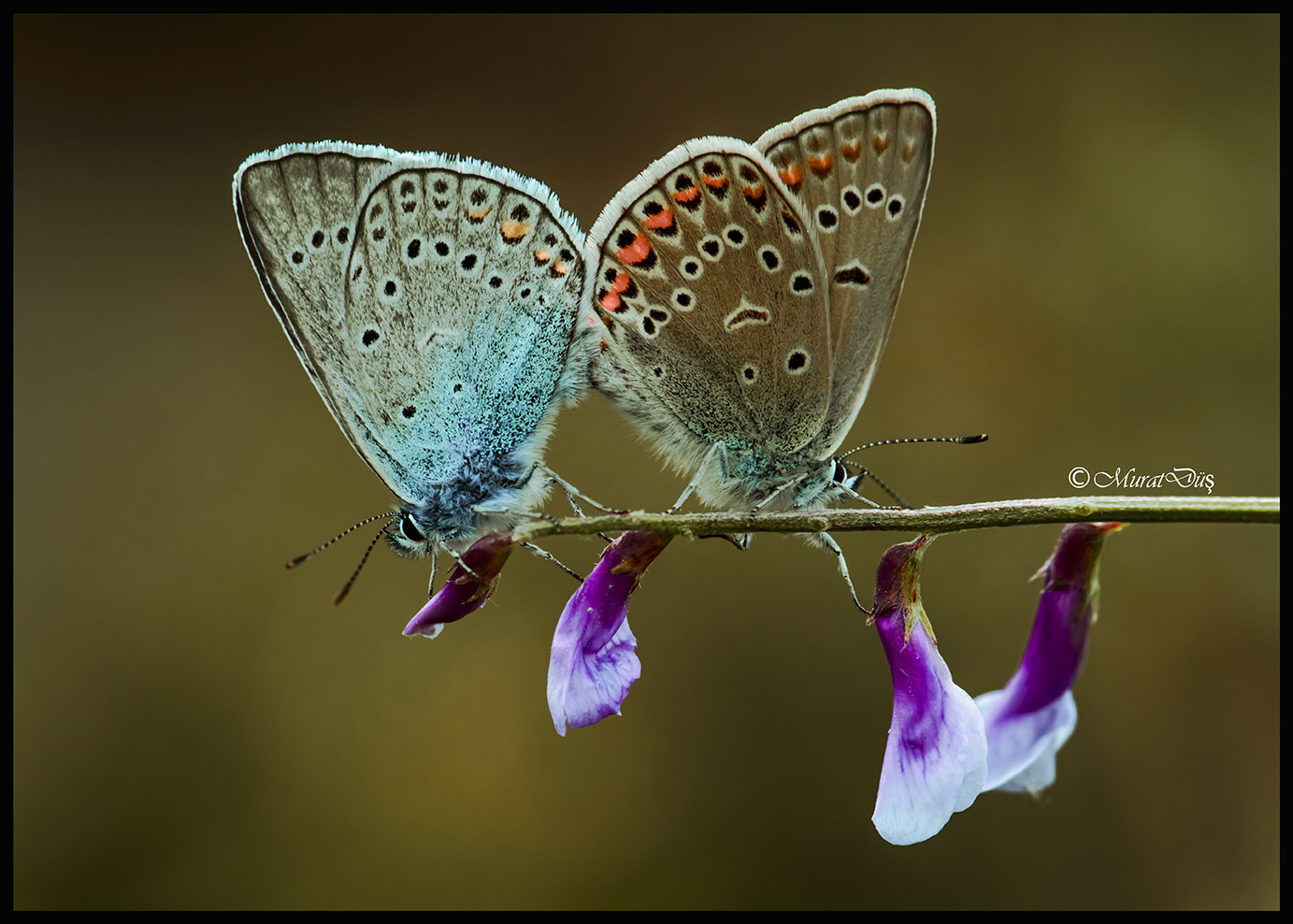 Nikon AF-S Micro-Nikkor 105mm F2.8G IF-ED VR sample photo. Twiins butterfly photography