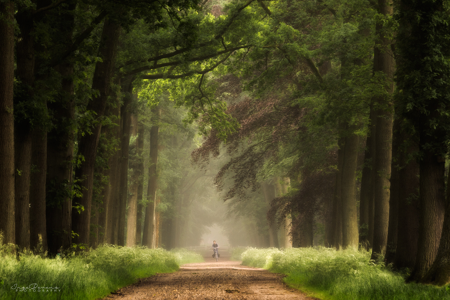 Nikon D3100 sample photo. The cyclist. photography