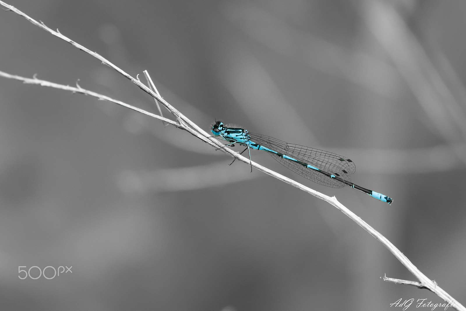 Sony ILCA-77M2 + Sony 70-400mm F4-5.6 G SSM sample photo. Variable damselfly photography