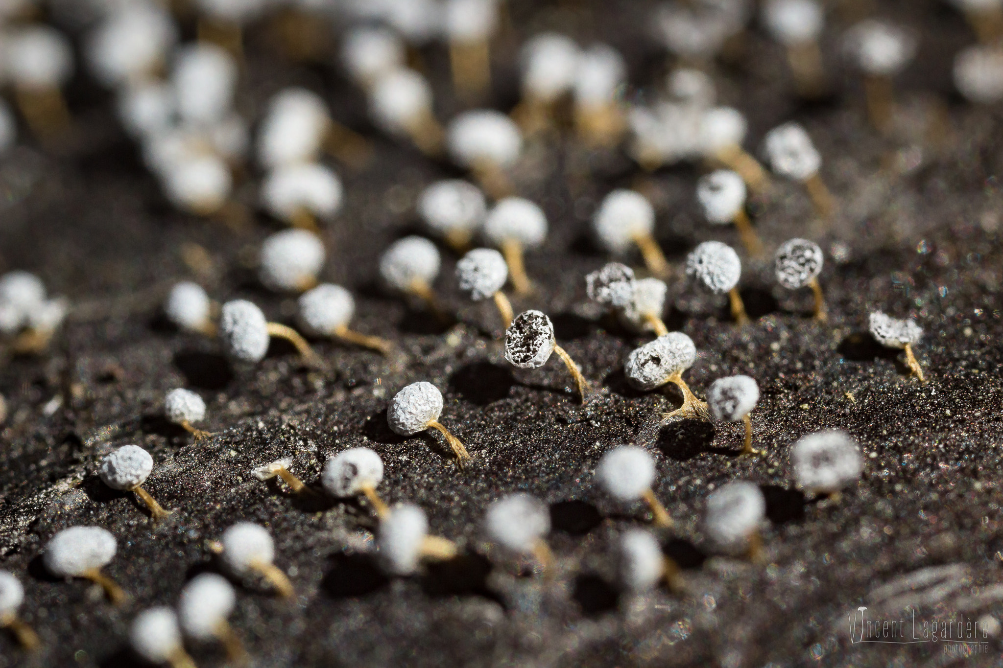 Canon MP-E 65mm F2.5 1-5x Macro Photo sample photo. Badhamia gracilis photography