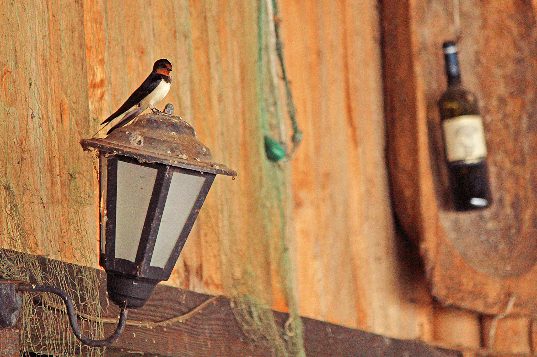 Canon EOS 500D (EOS Rebel T1i / EOS Kiss X3) sample photo. Visit photography