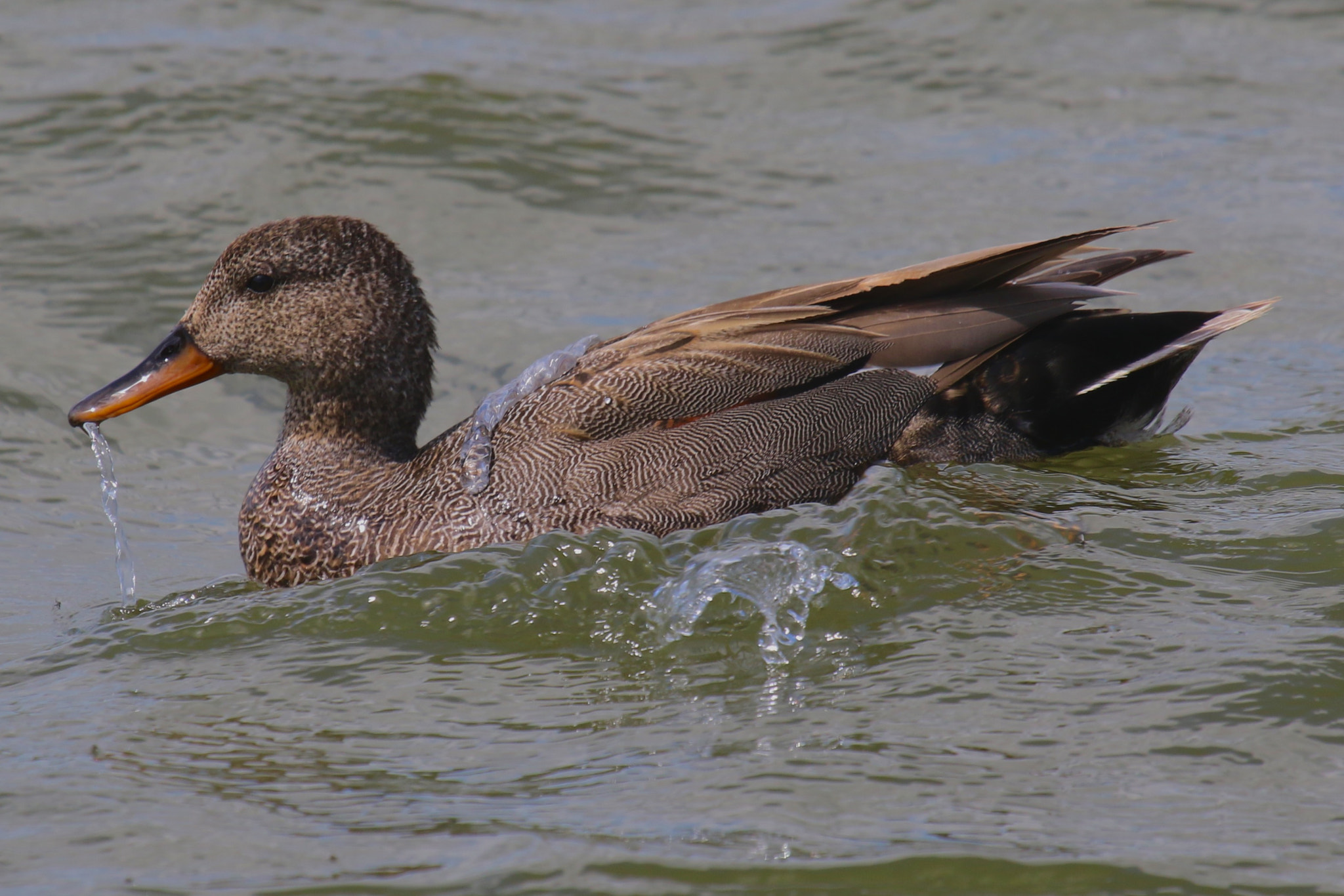 Canon EF 100-400mm F4.5-5.6L IS USM sample photo. Dripping duck photography