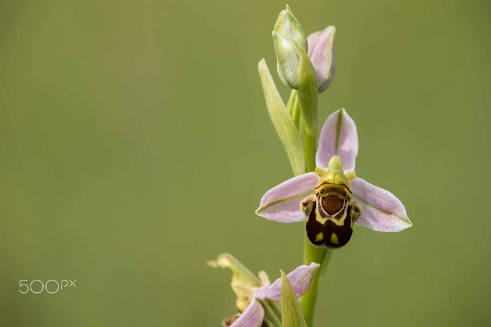 Sony a99 II + Tamron AF 18-250mm F3.5-6.3 Di II LD Aspherical (IF) Macro sample photo. Bee orchid, ophrys apifera. photography