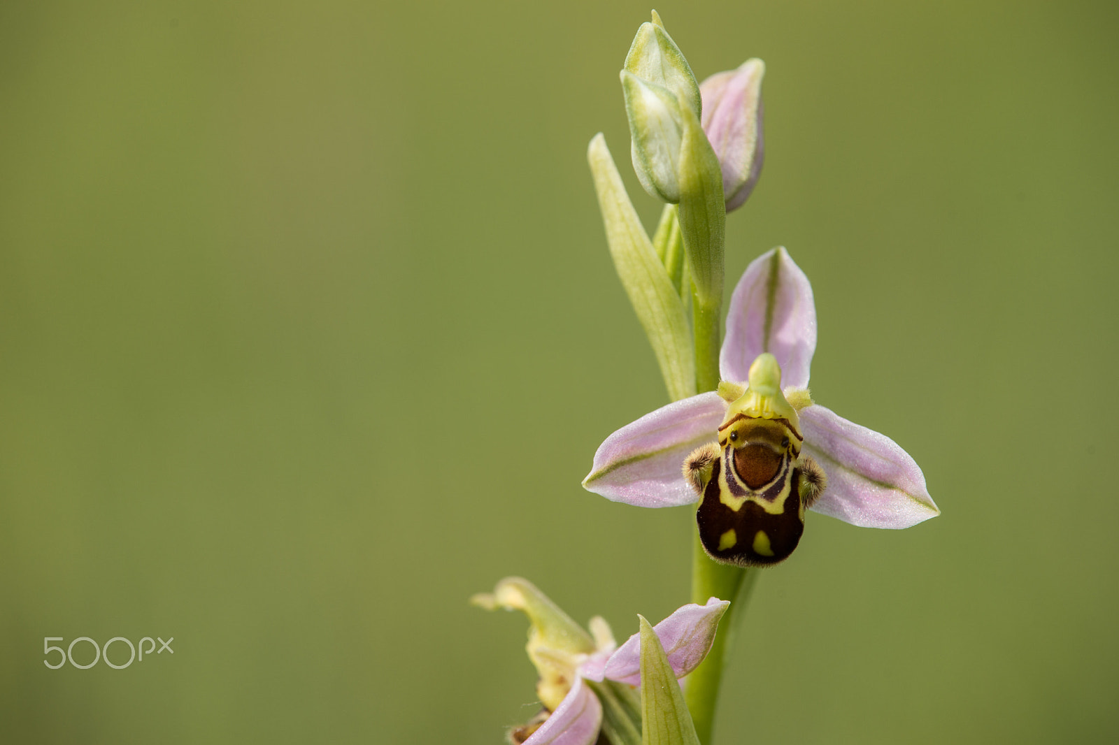 Sony SLT-A99V sample photo. Bee orchid, ophrys apifera. photography