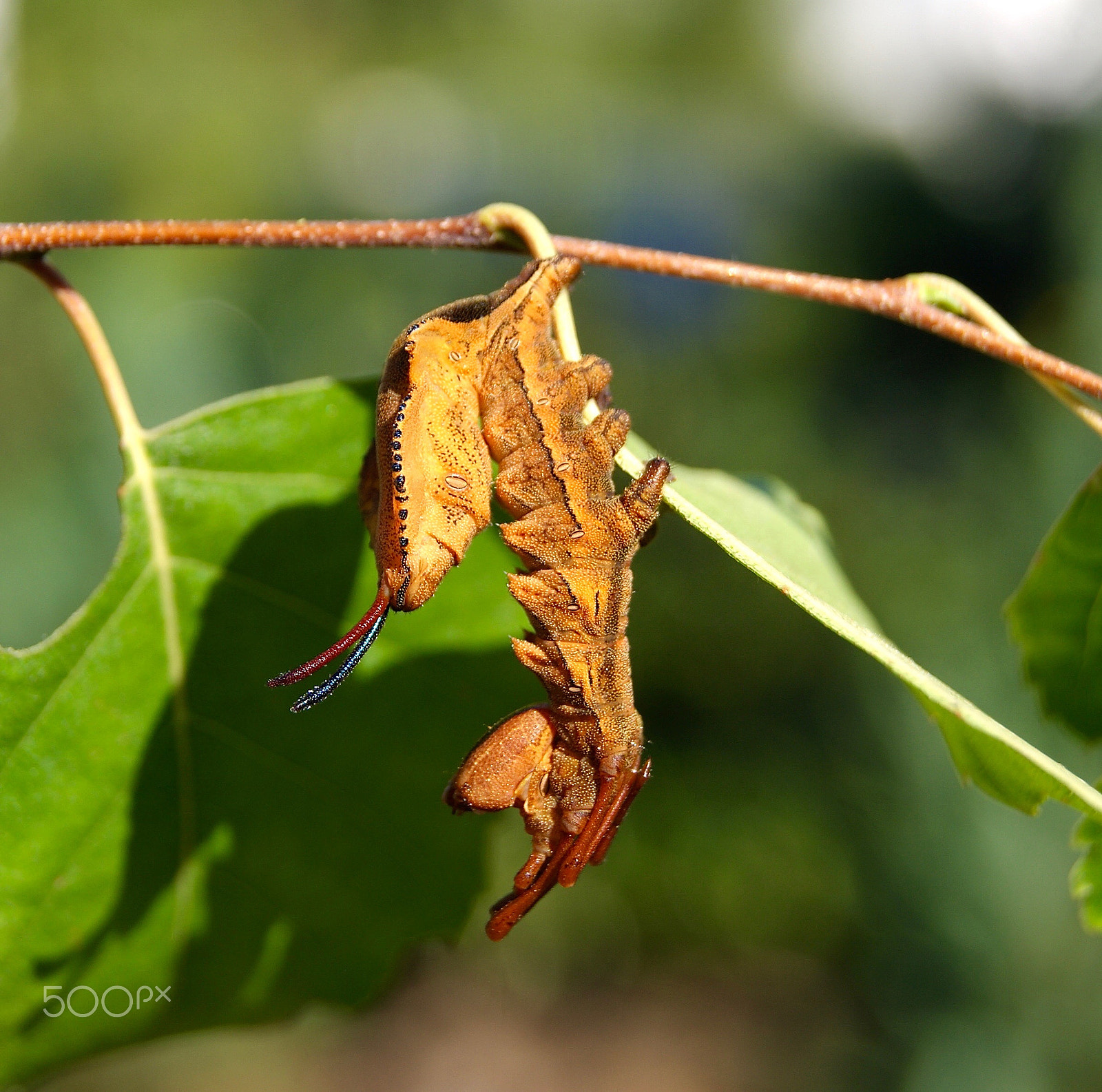 Sony Alpha DSLR-A230 + Sony DT 18-55mm F3.5-5.6 SAM II sample photo. Stauropus fagi,caterpillar photography