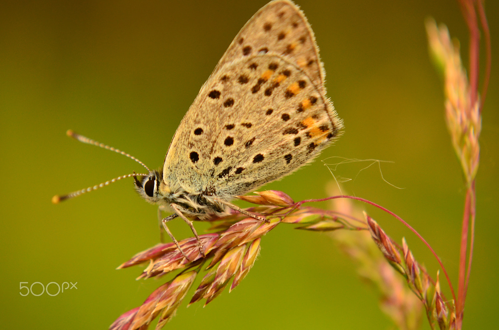 Nikon D5100 + Sigma 10mm F2.8 EX DC HSM Diagonal Fisheye sample photo. Morning butterfly photography