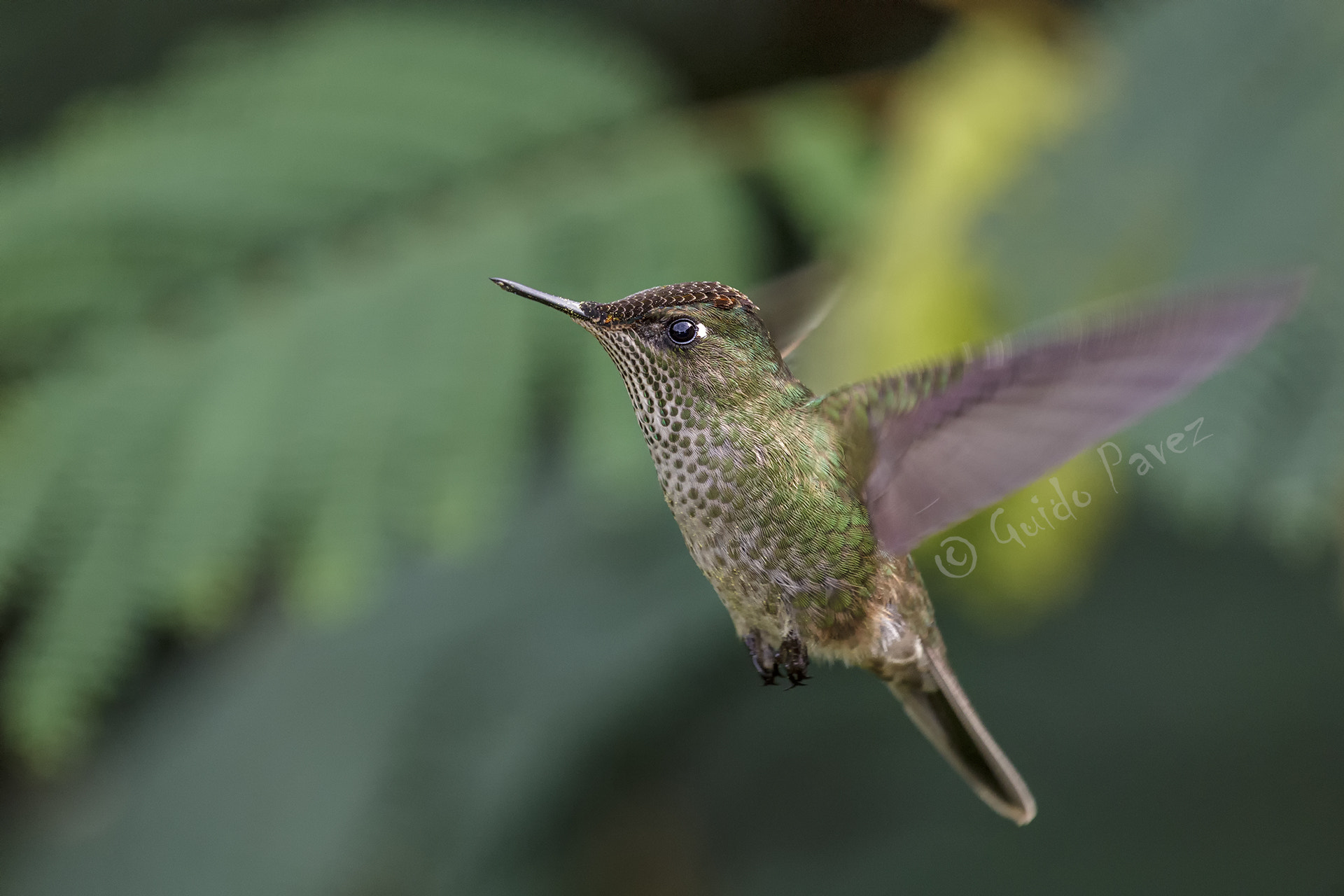 Canon EF 100-400mm F4.5-5.6L IS USM sample photo. Green-backed firecrown in flight photography