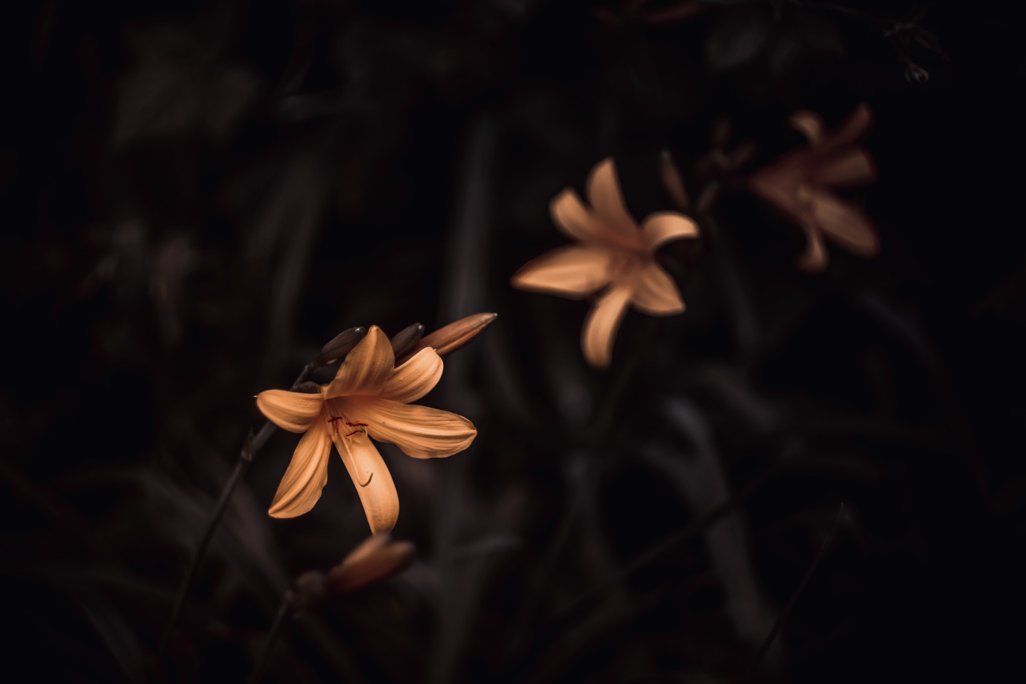 Sony SLT-A77 + Minolta AF 50mm F1.7 sample photo. 3 yellow flowers photography