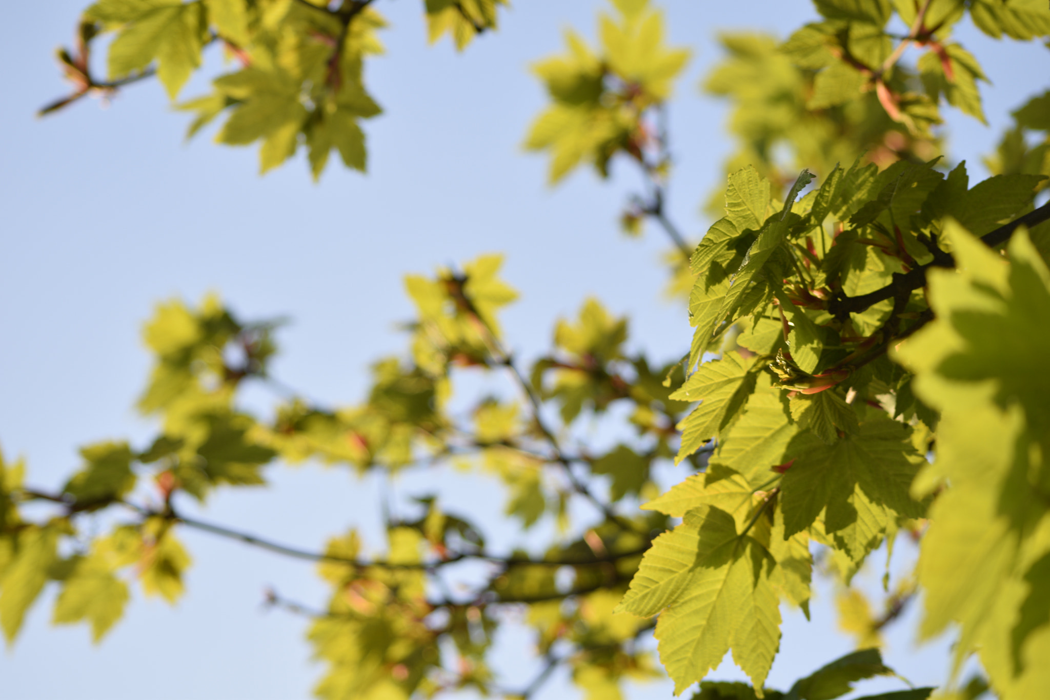 AF Nikkor 70-210mm f/4-5.6 sample photo. When spring, sprung. photography