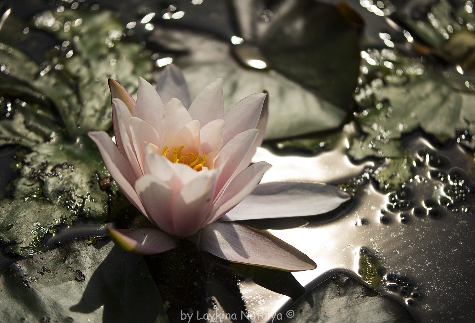 Nikon D7100 + Sigma 50-100mm F1.8 DC HSM Art sample photo. Lotus photography