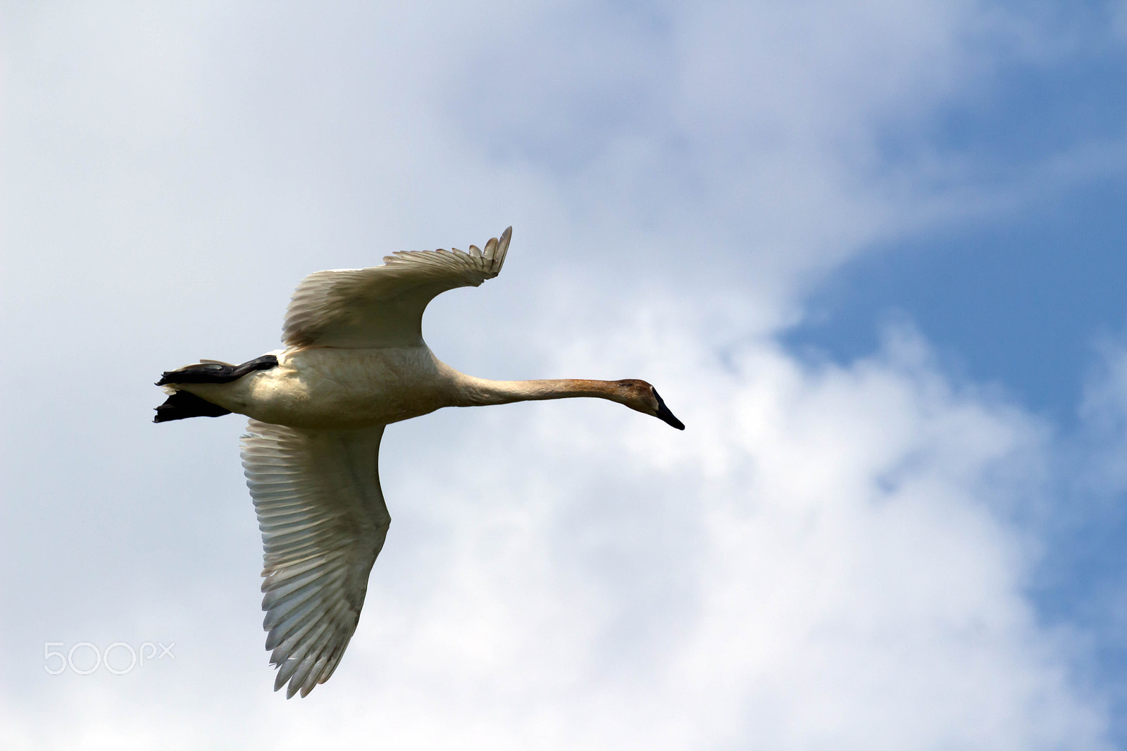 Canon EOS 100D (EOS Rebel SL1 / EOS Kiss X7) sample photo. Swan in flight photography