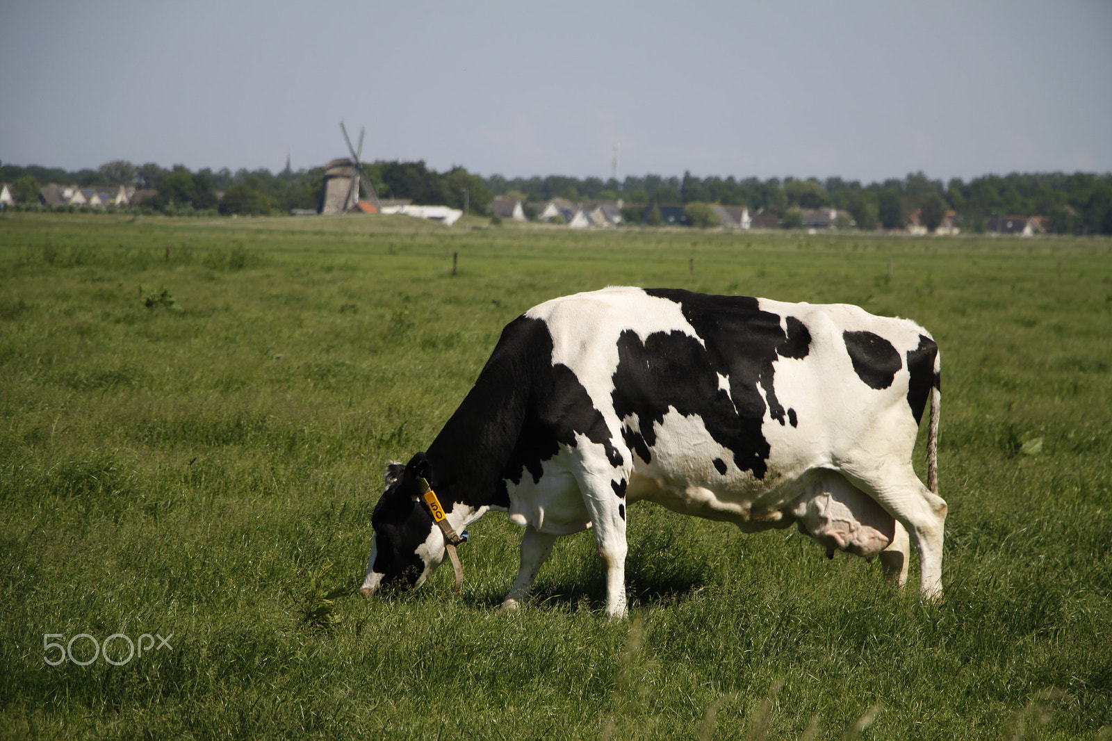 Canon EOS 50D + Canon EF-S 18-135mm F3.5-5.6 IS STM sample photo. Dutch cow in landscape photography