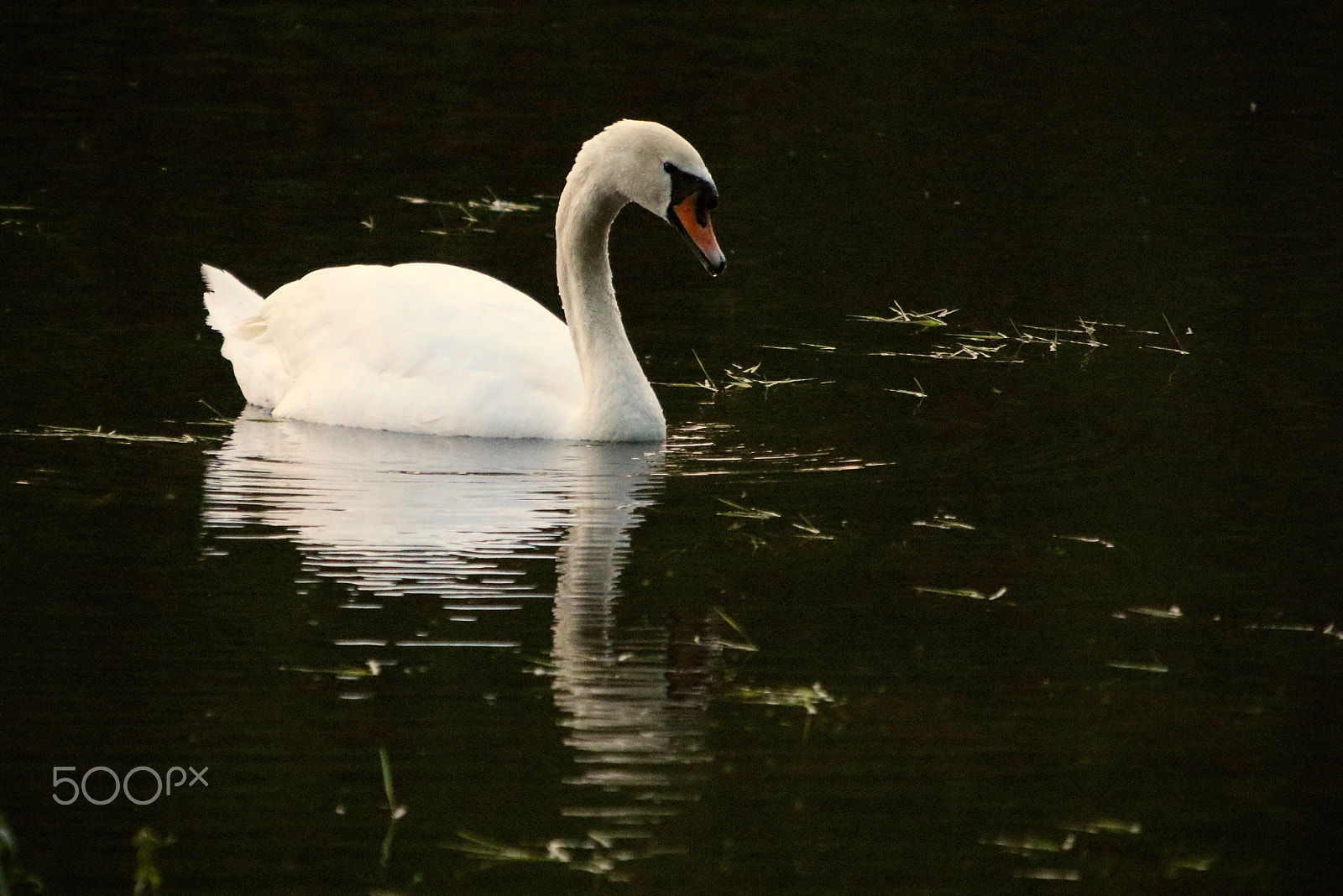 Canon EOS 80D + Sigma 50-200mm F4-5.6 DC OS HSM sample photo. Swan photography