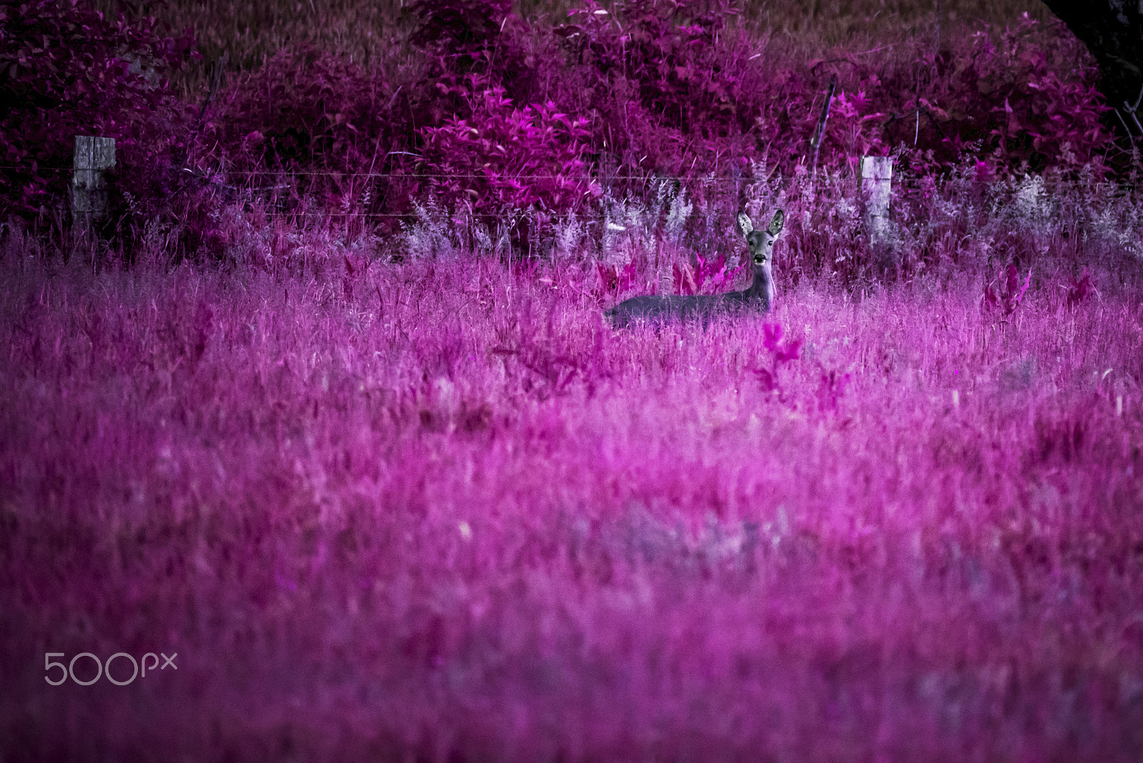 Sigma 50-500mm F4-6.3 EX APO RF HSM sample photo. Roe deer. deal with it! photography