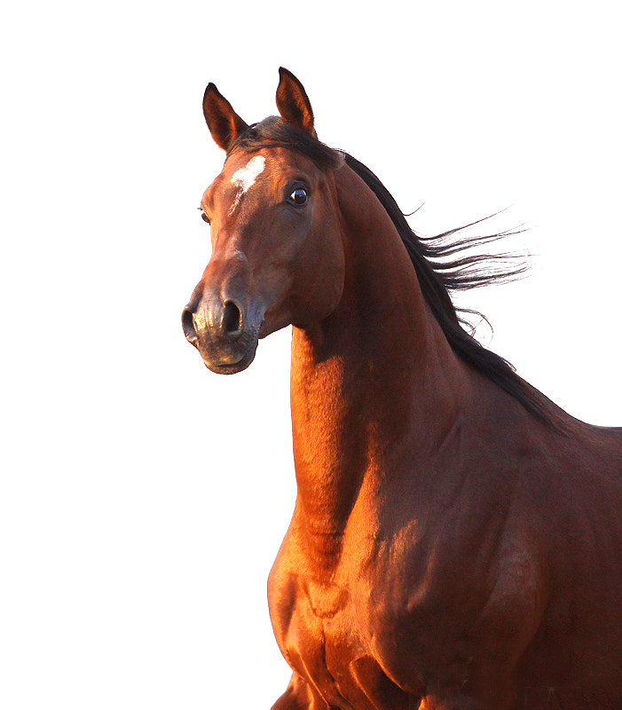 Canon EF 70-200mm F2.8L USM sample photo
