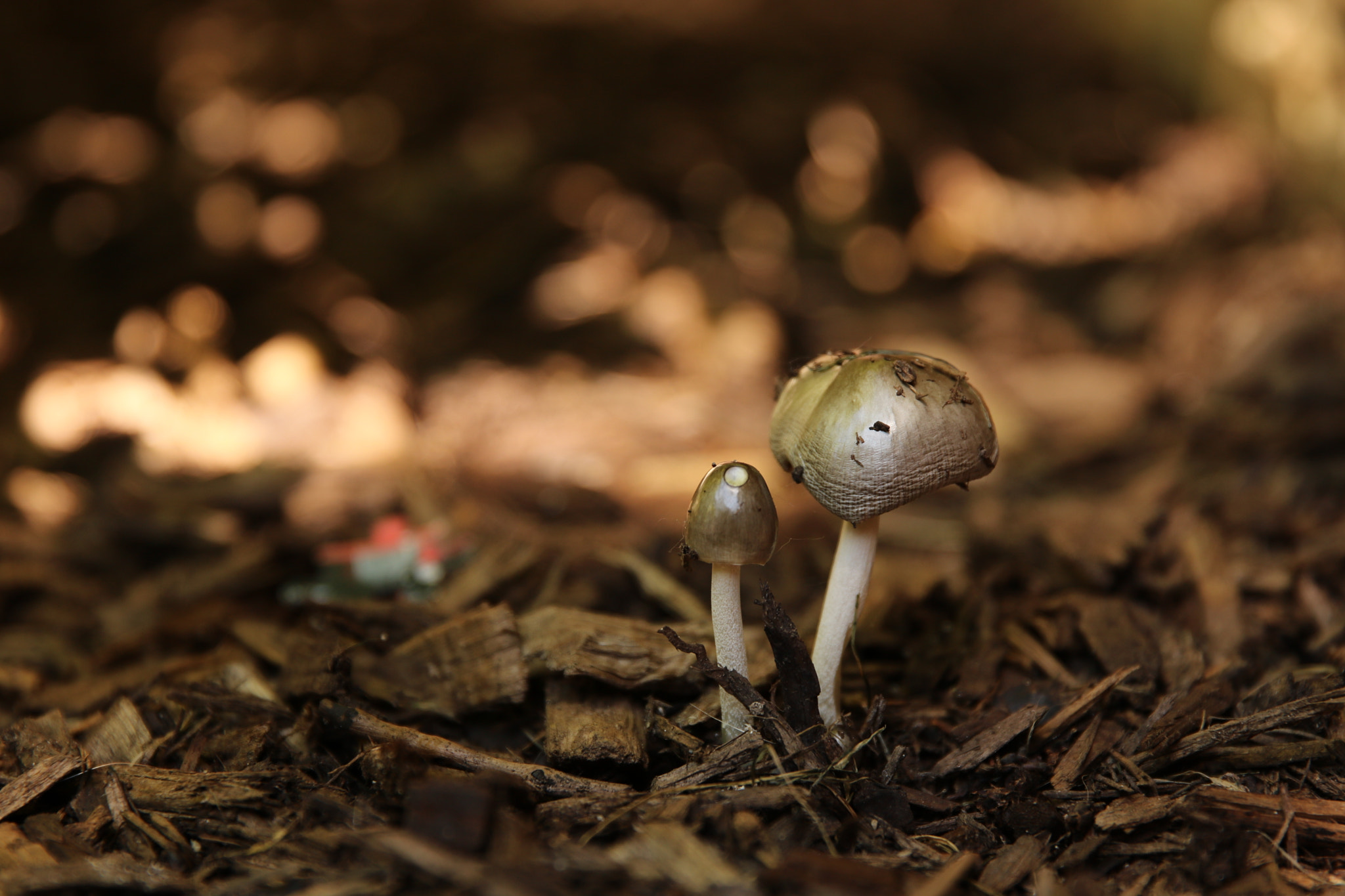 Canon EOS 760D (EOS Rebel T6s / EOS 8000D) sample photo. Mushrooms photography