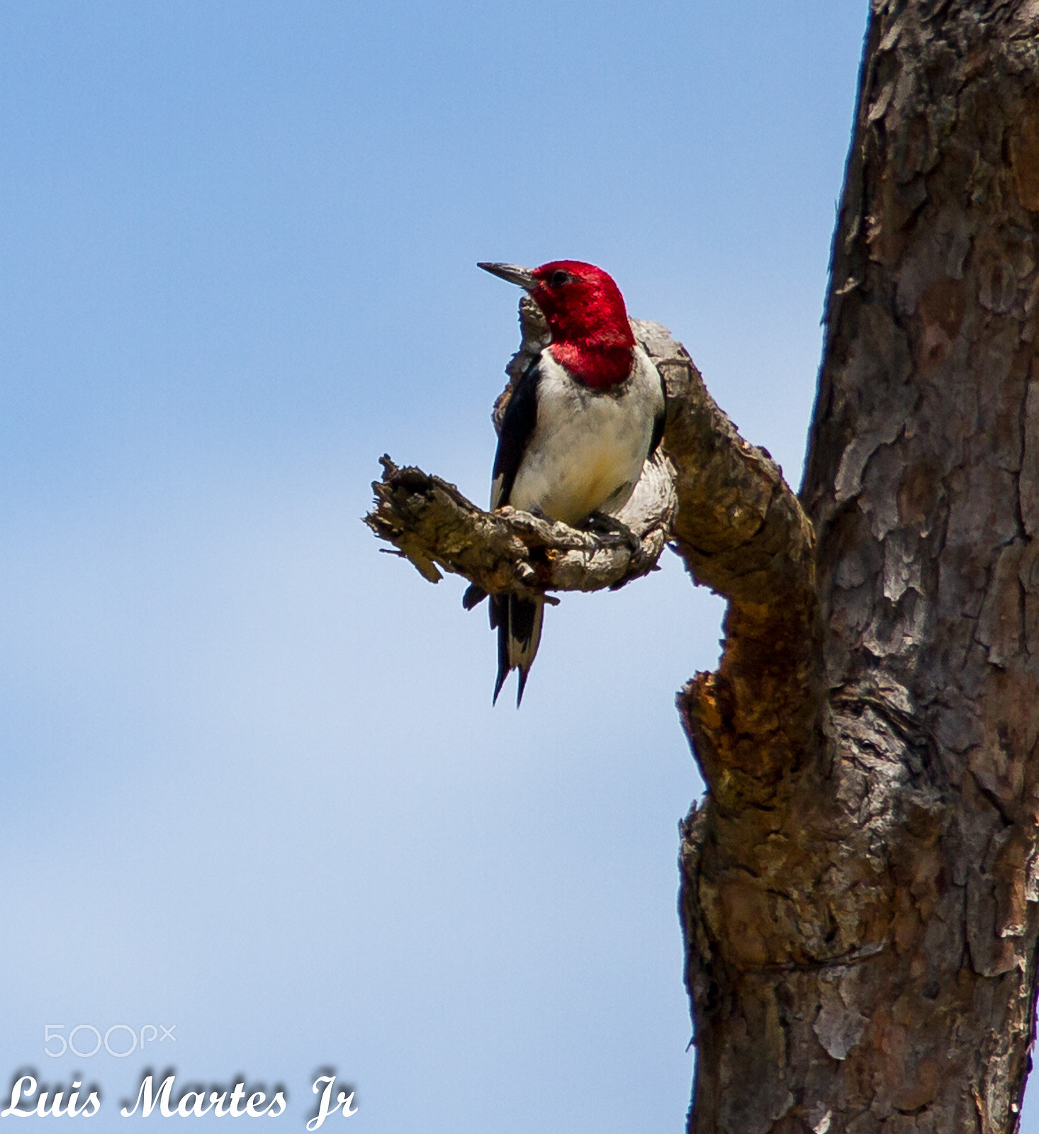 Canon EOS 7D + Canon EF 70-200mm F4L USM sample photo. Woodpecker photography