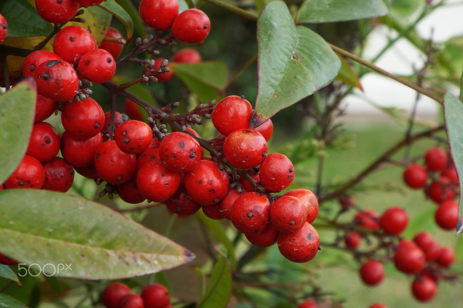 Fujifilm FinePix S9800 sample photo. Red berries photography