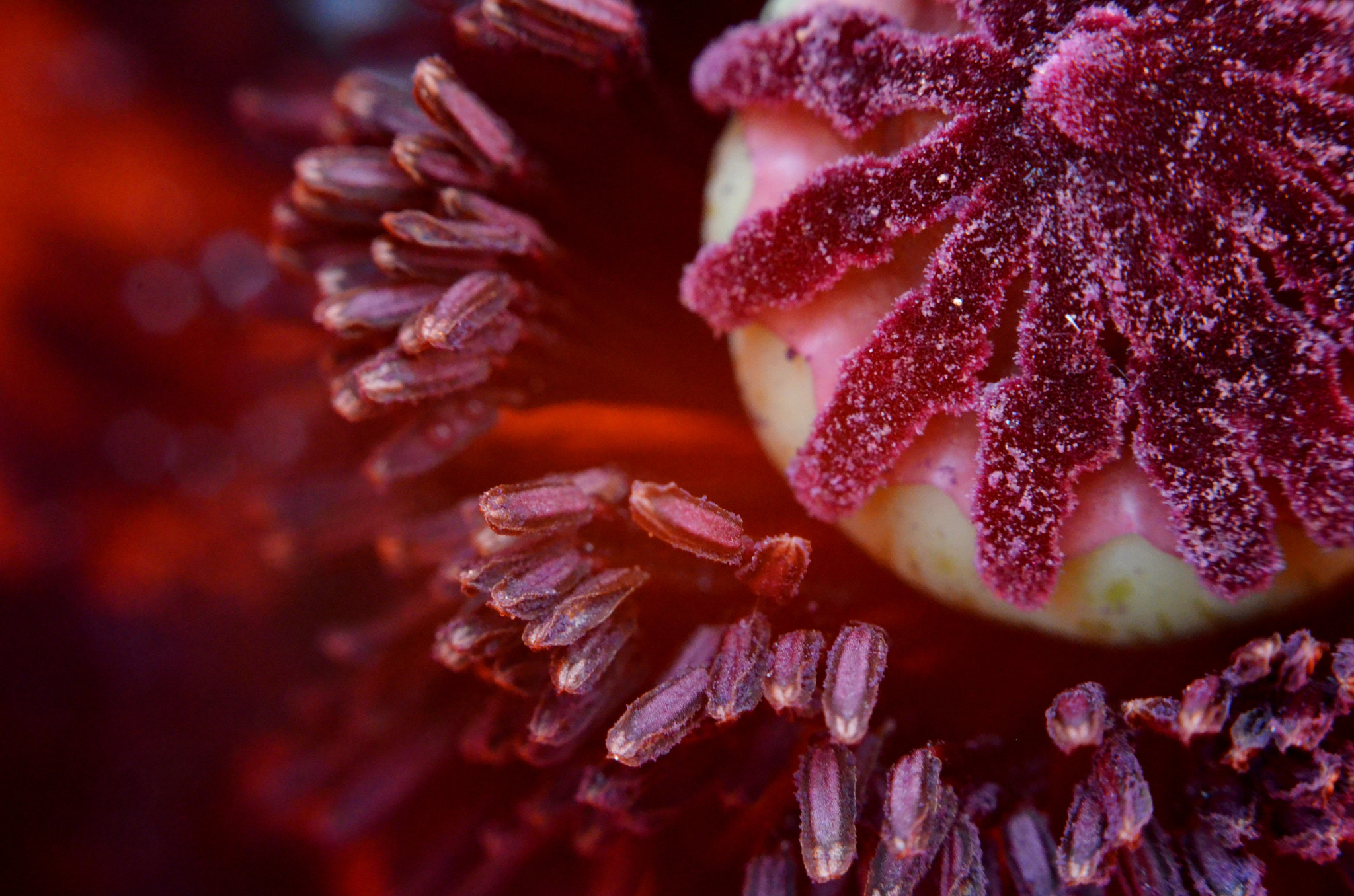 Manual Lens No CPU sample photo. Mohn photography