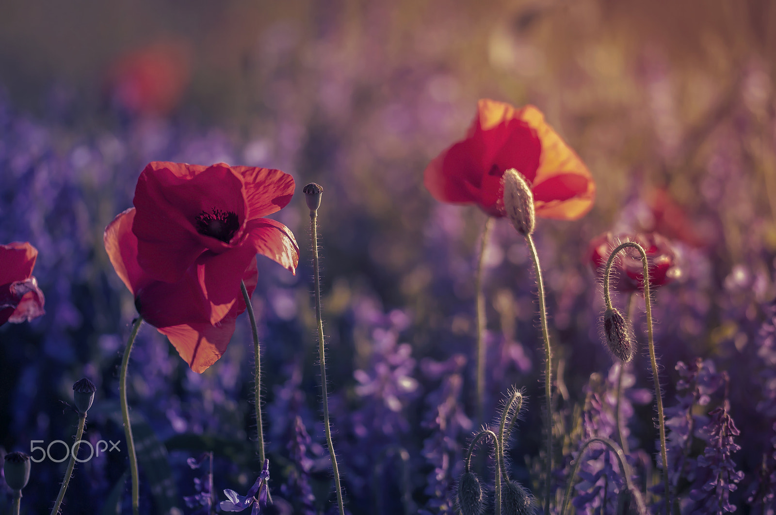 Sigma 105mm F2.8 EX DG OS HSM sample photo. I wanna grow old with you,,, photography