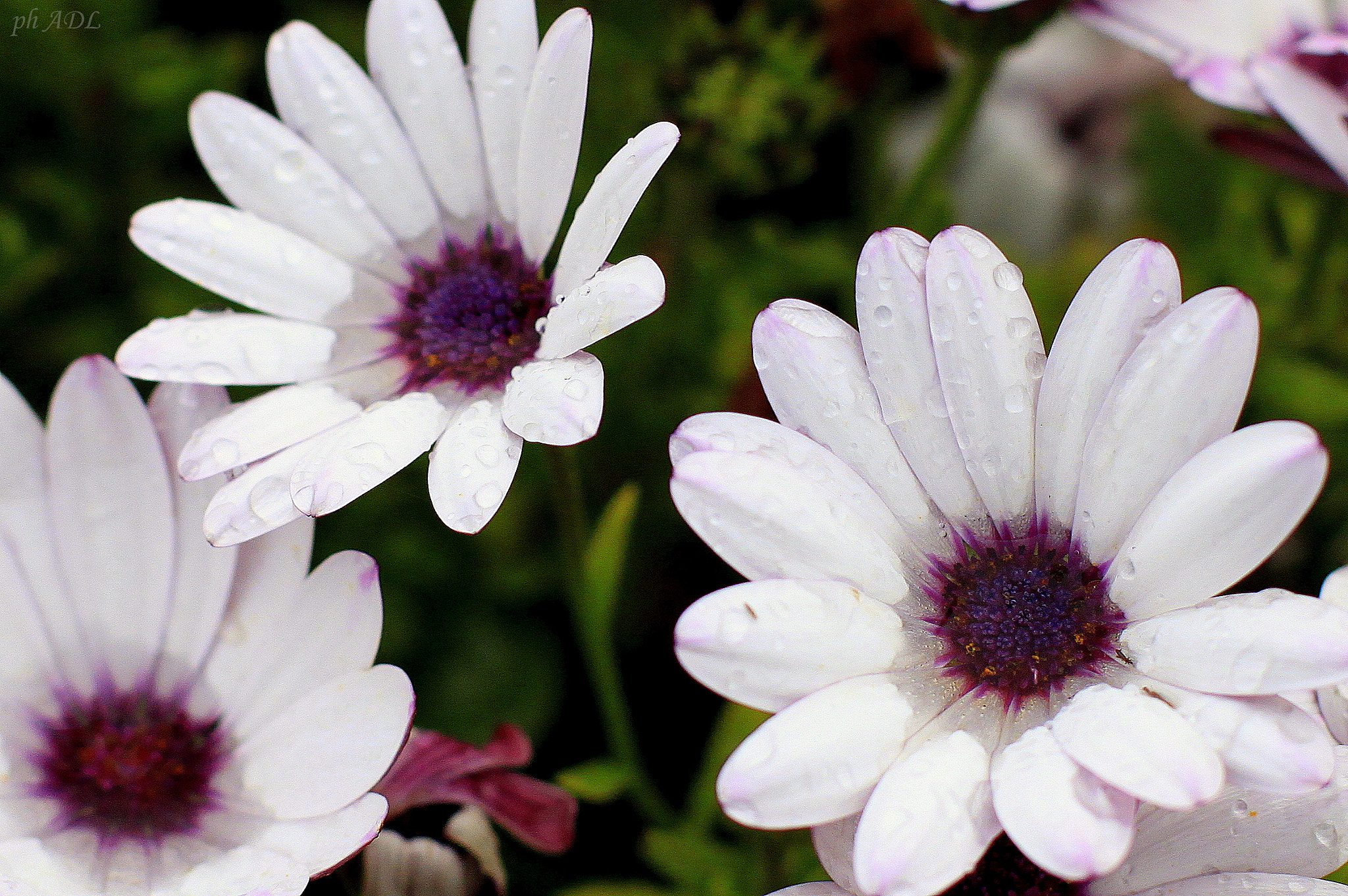 Canon EOS 500D (EOS Rebel T1i / EOS Kiss X3) + Canon EF 50mm F1.4 USM sample photo. Fiori apr() photography