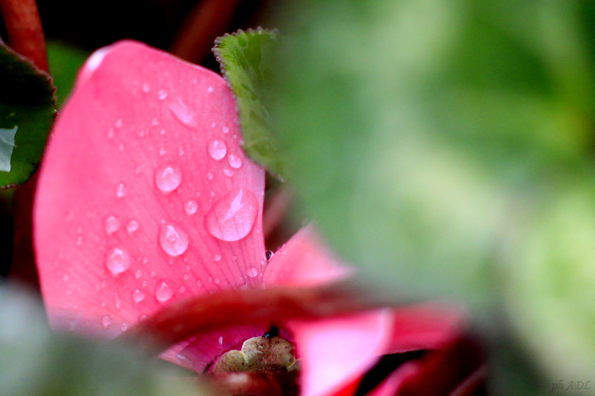 Canon EOS 500D (EOS Rebel T1i / EOS Kiss X3) + Canon EF 50mm F1.4 USM sample photo. Fiori apr() photography