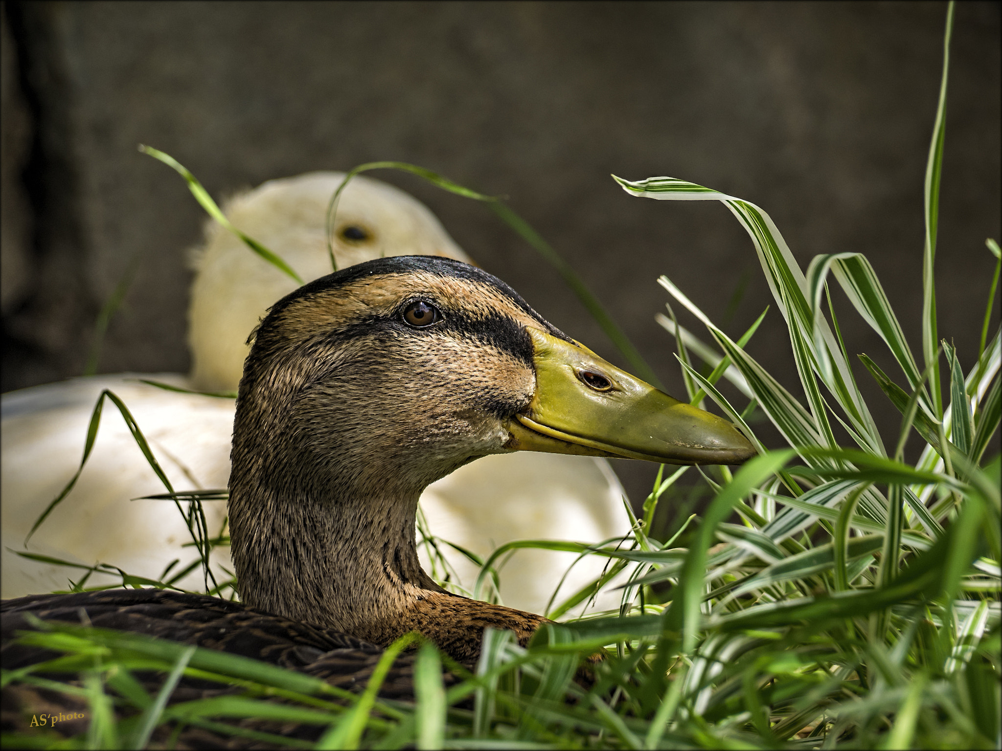 Olympus Zuiko Digital ED 40-150mm F4.0-5.6 sample photo. The smile of duck photography